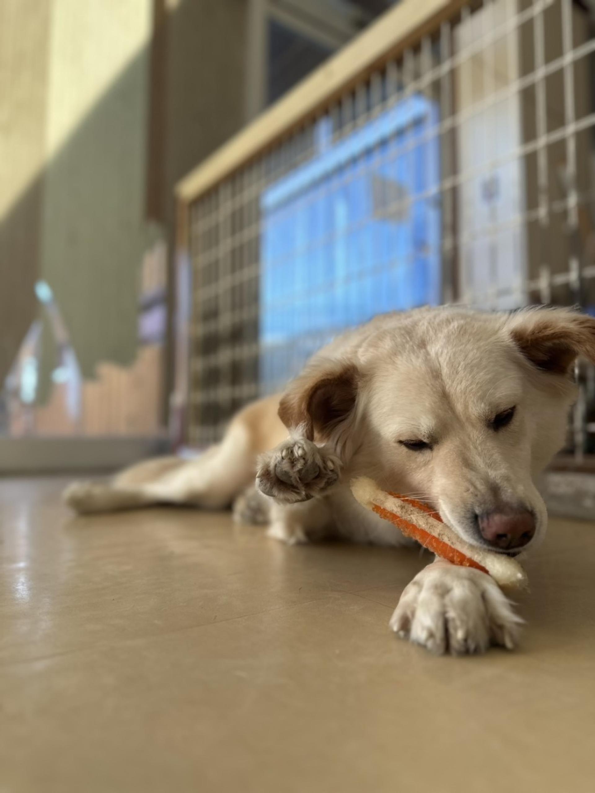 pet-image-3