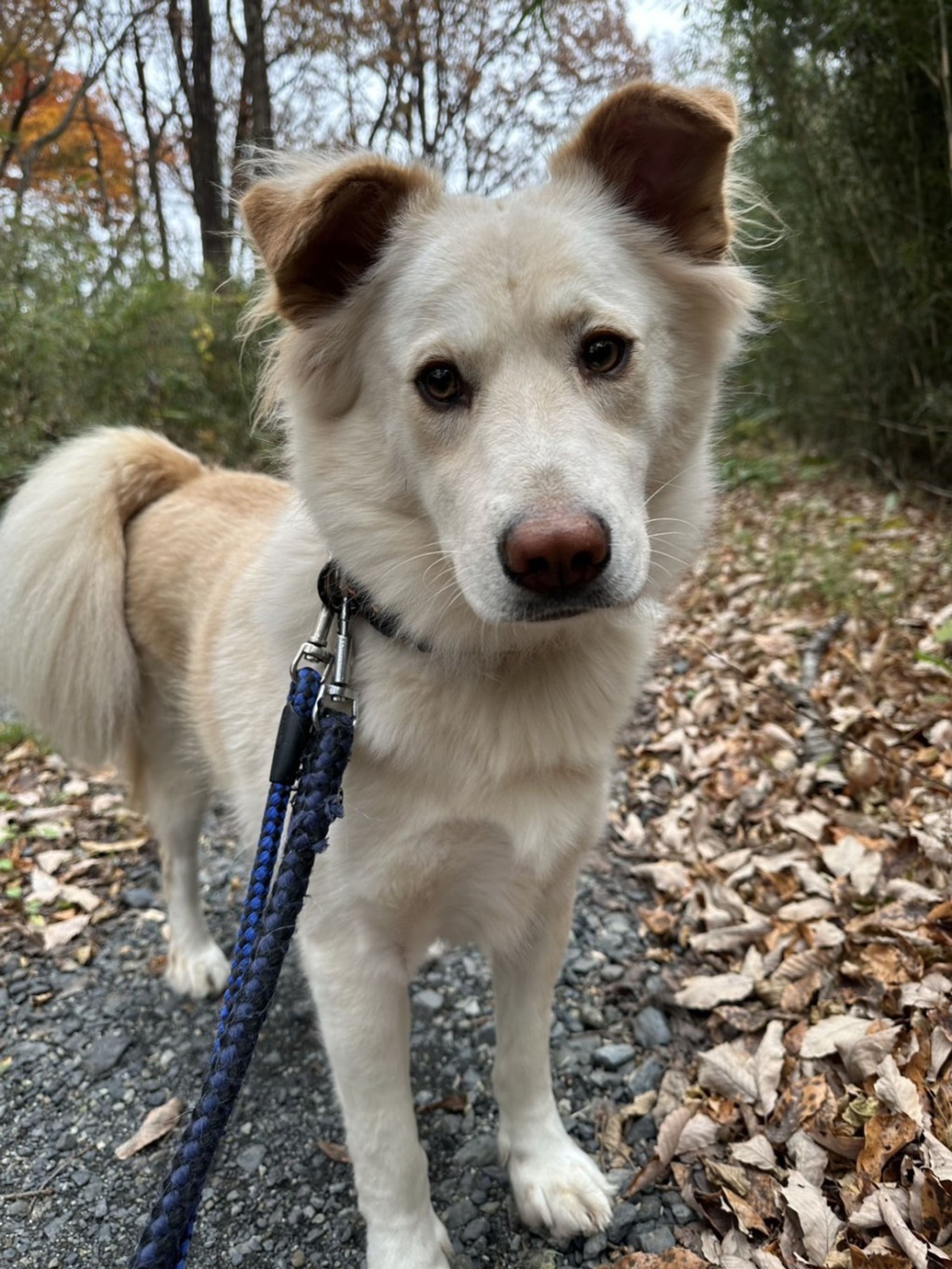 雑種（ミックス犬）・オスの里親募集の写真