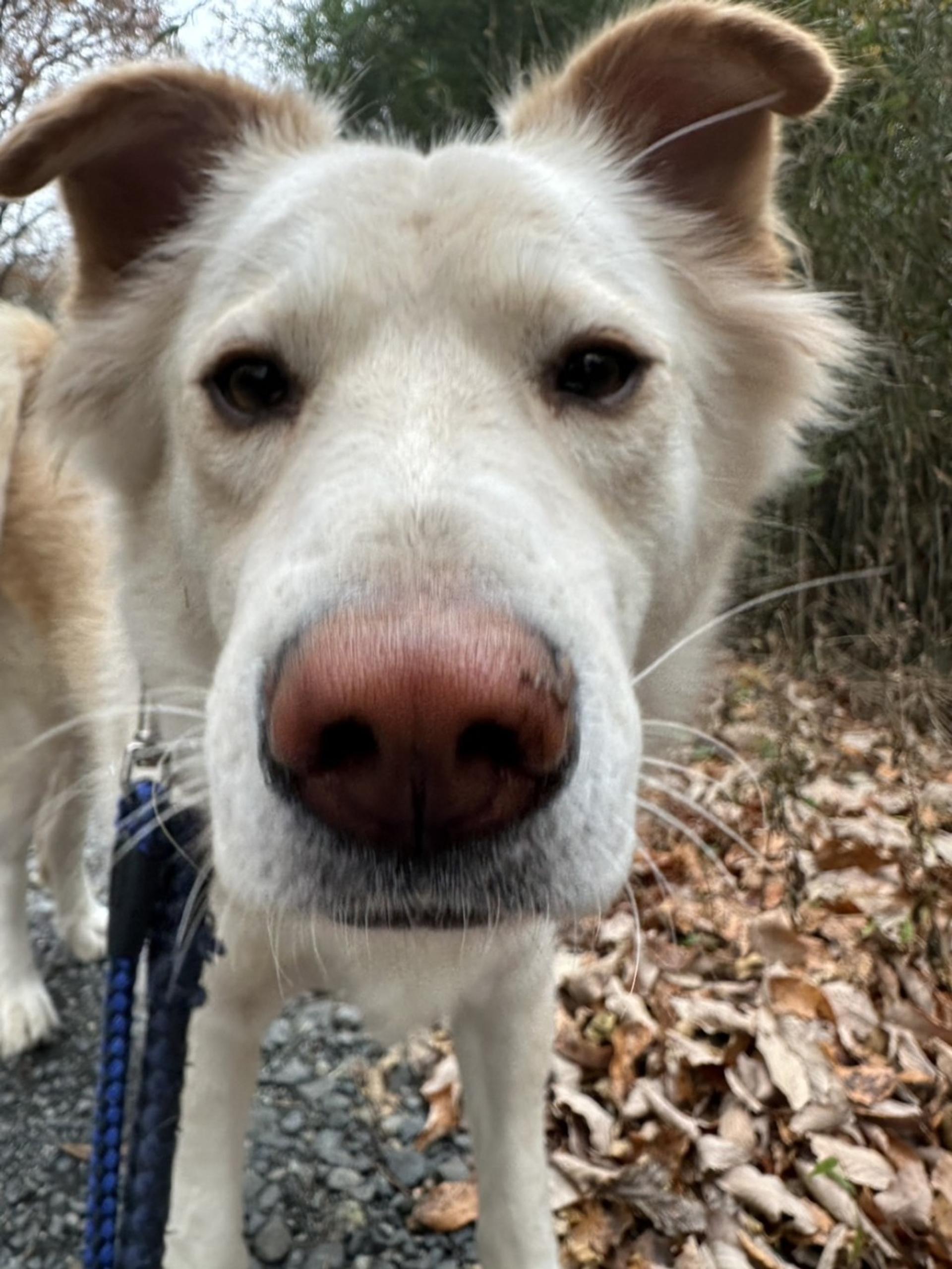 pet-image-8