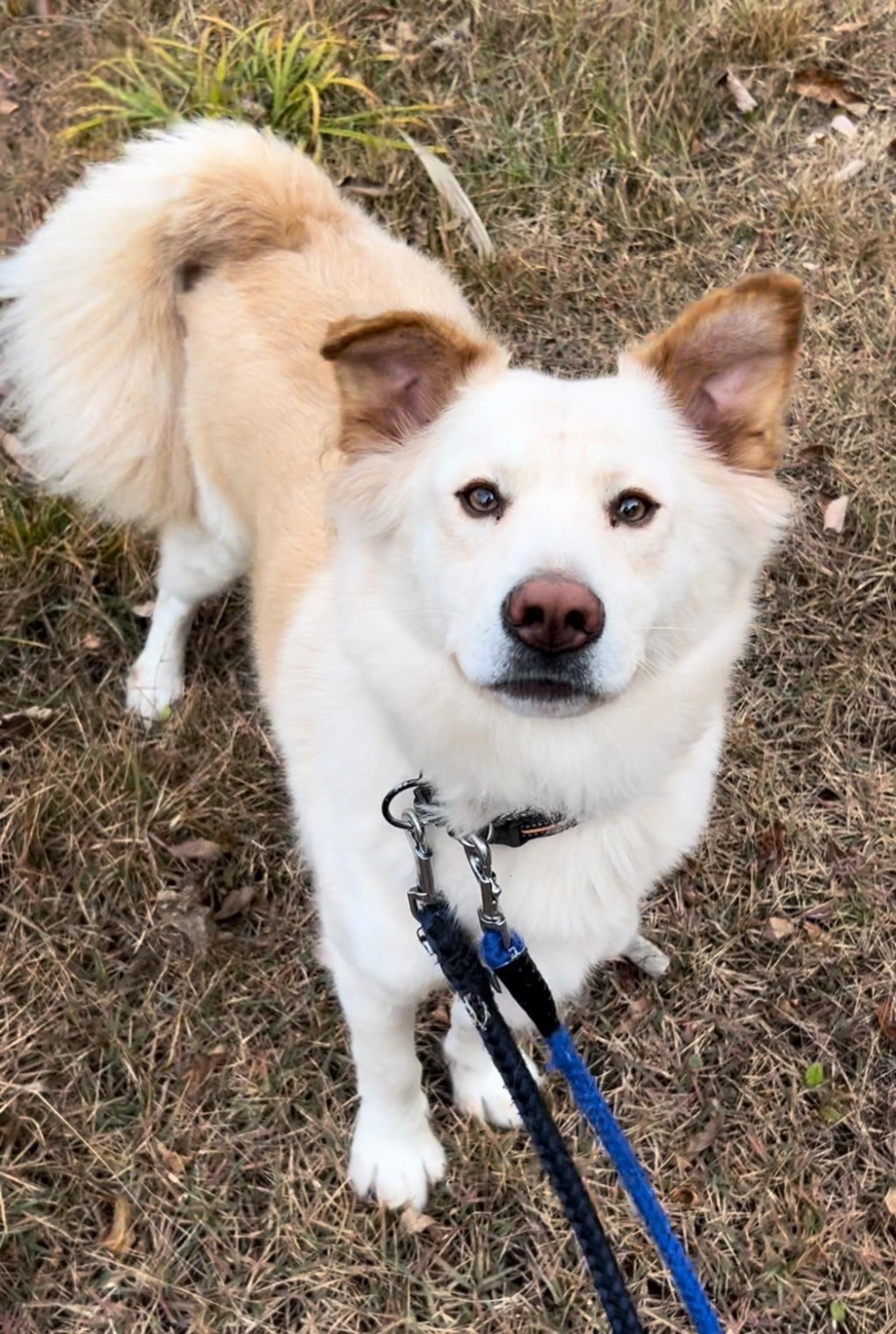 pet-image-9