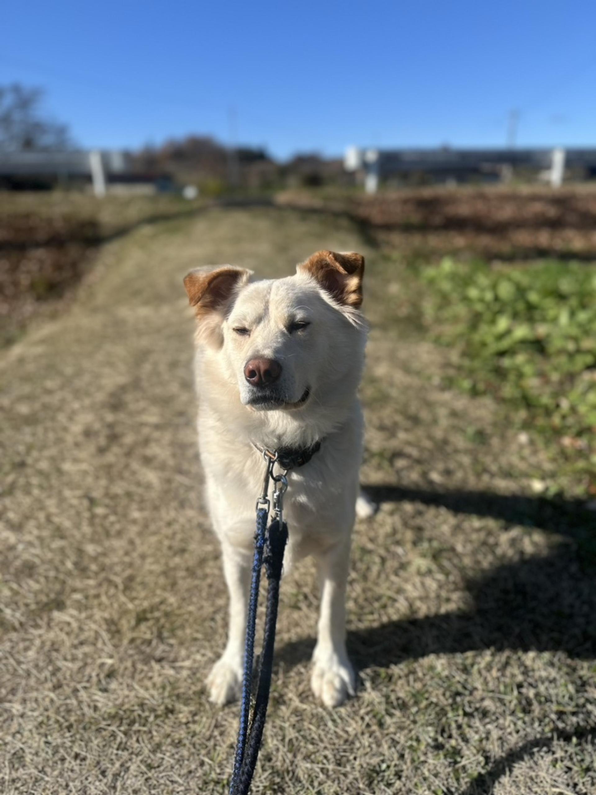 pet-image-6