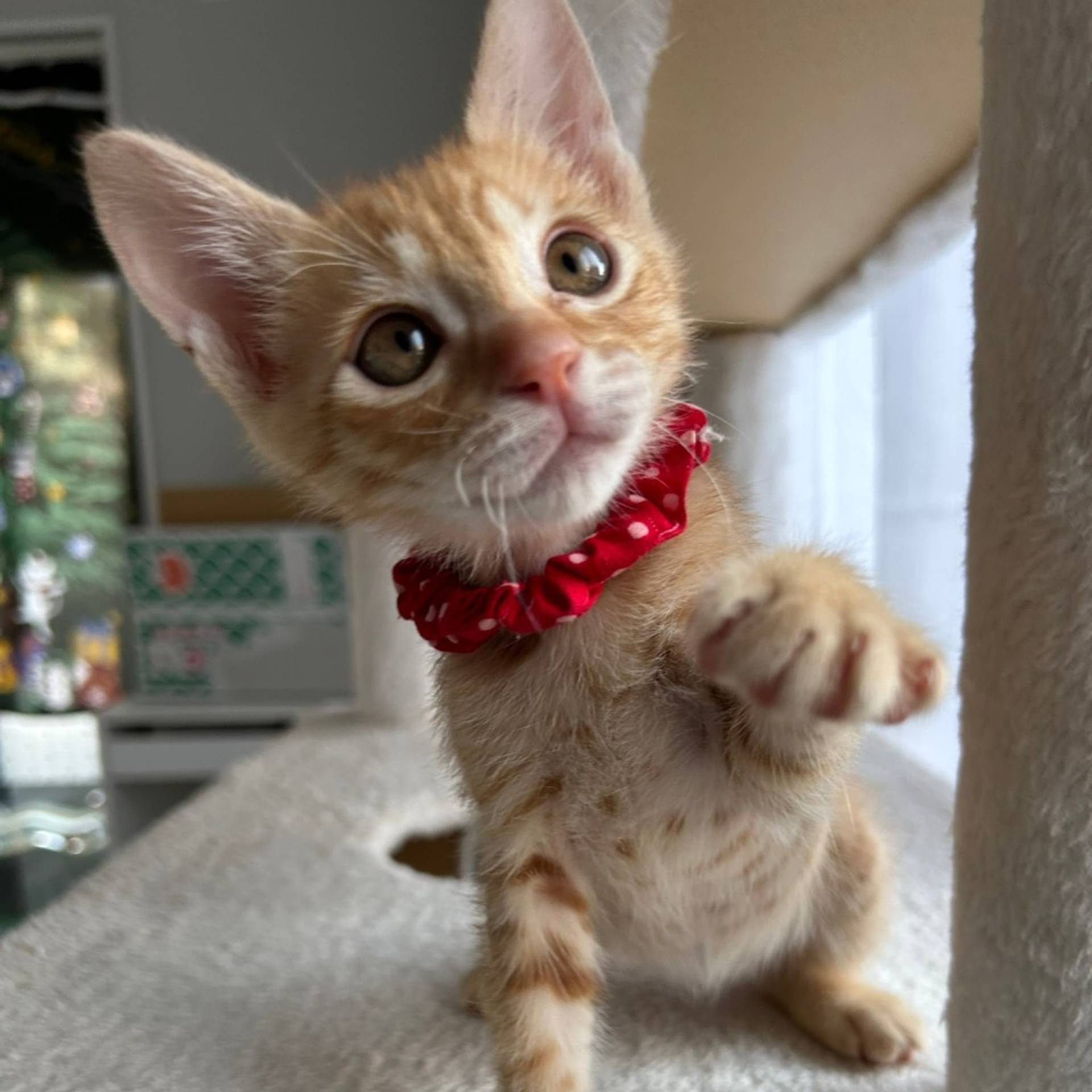 雑種（ミックス猫）・オスの里親募集の写真