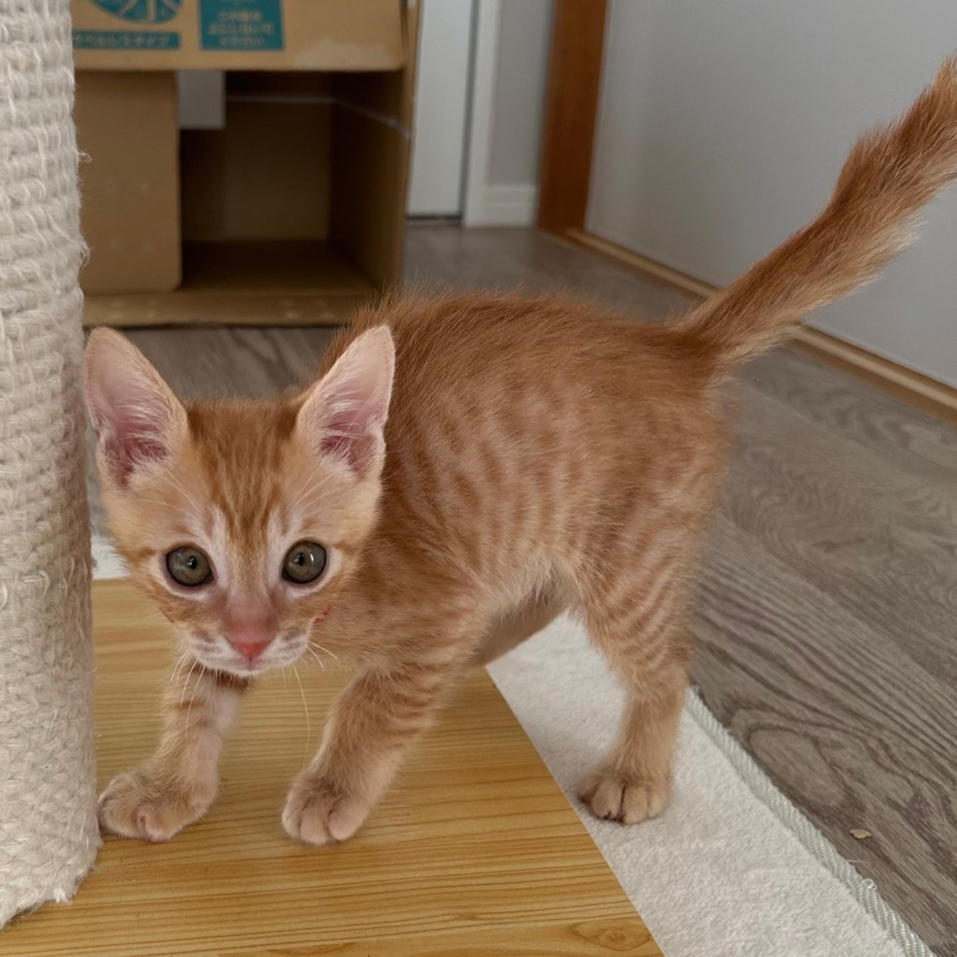 pet-image-3