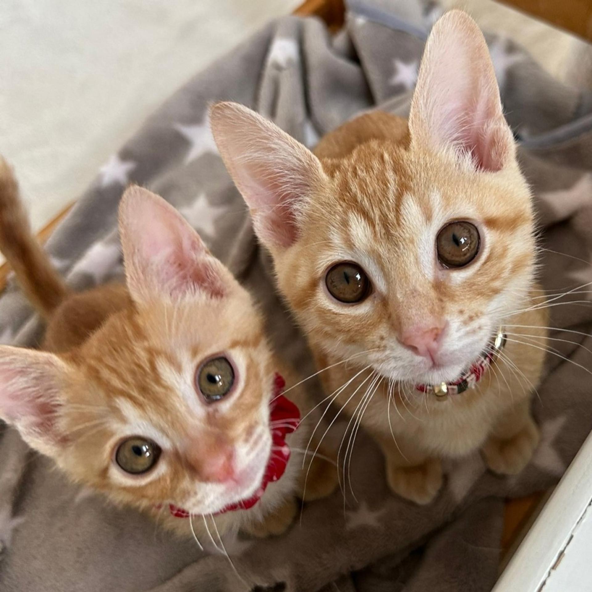 pet-image-4