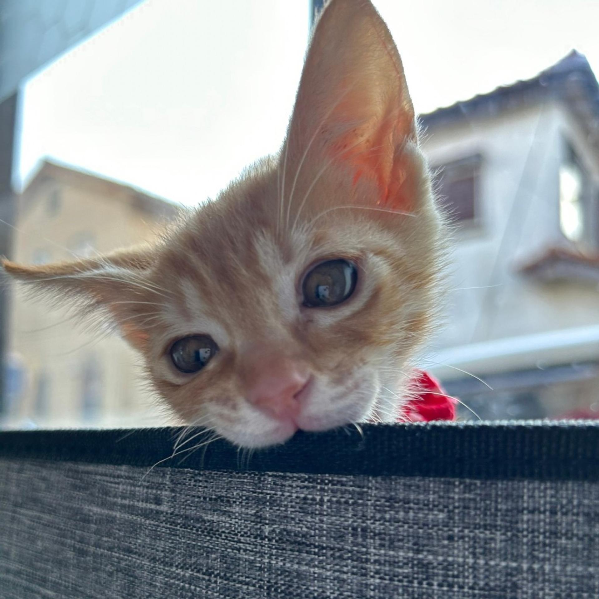 pet-image-5