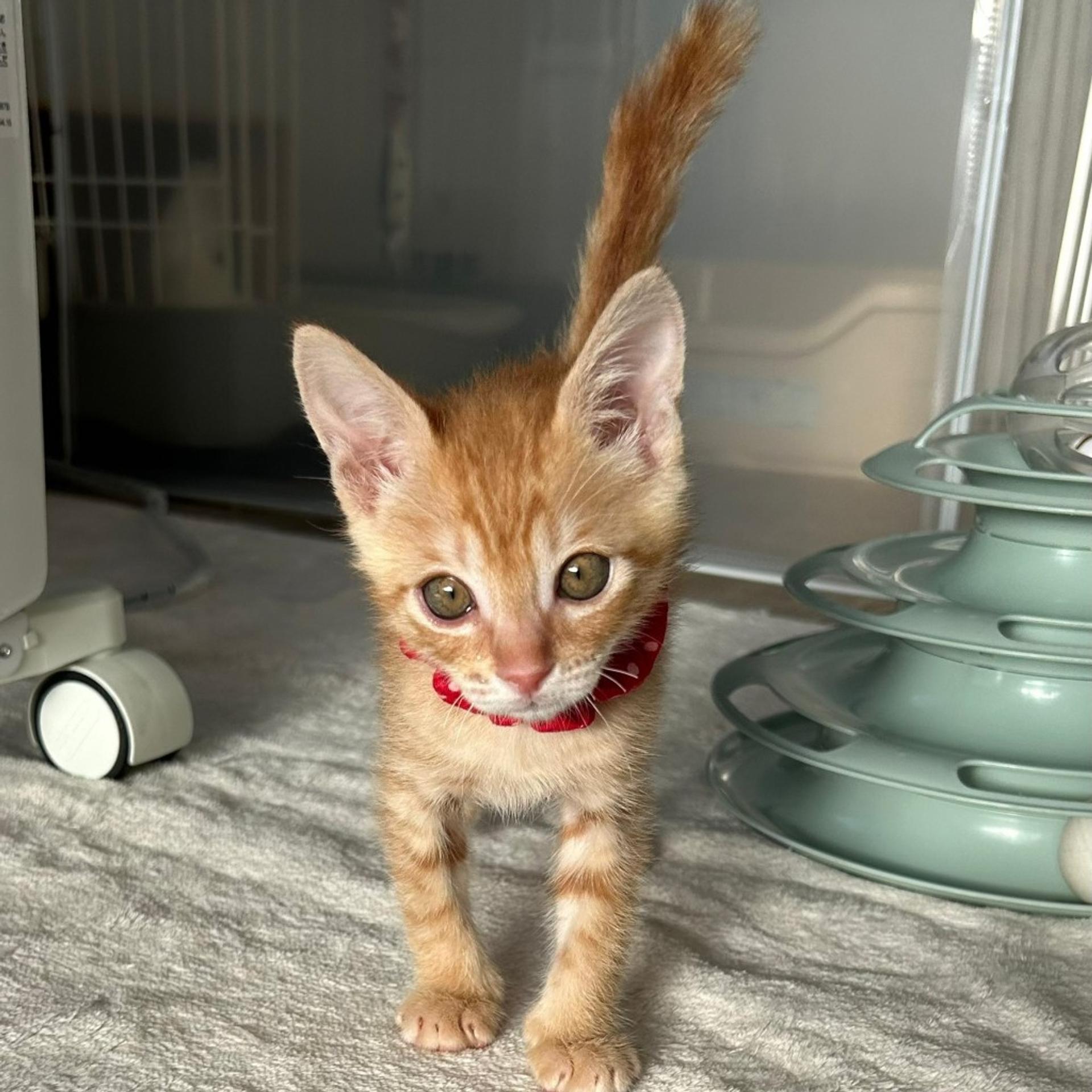 pet-image-7
