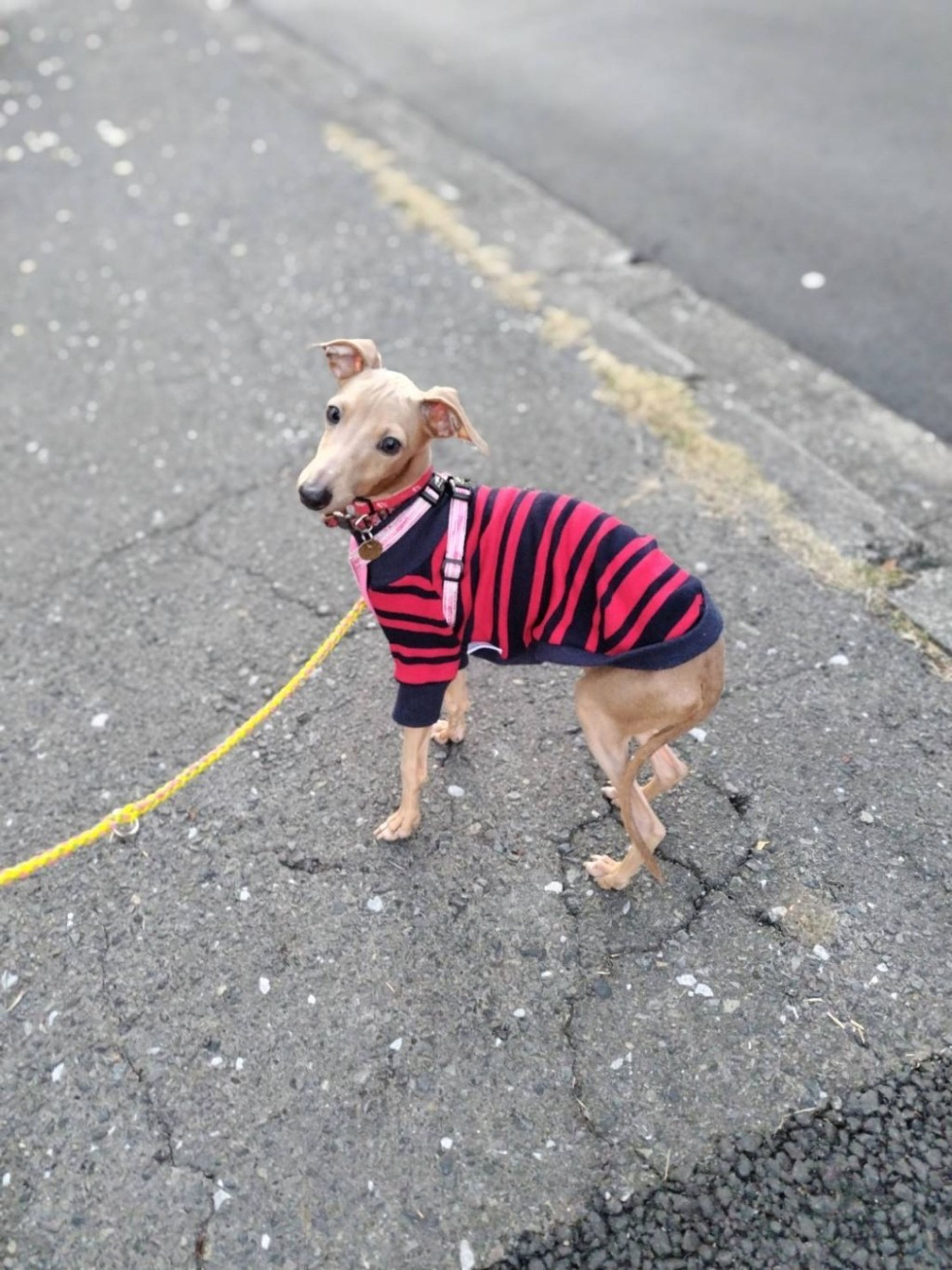 pet-image-2