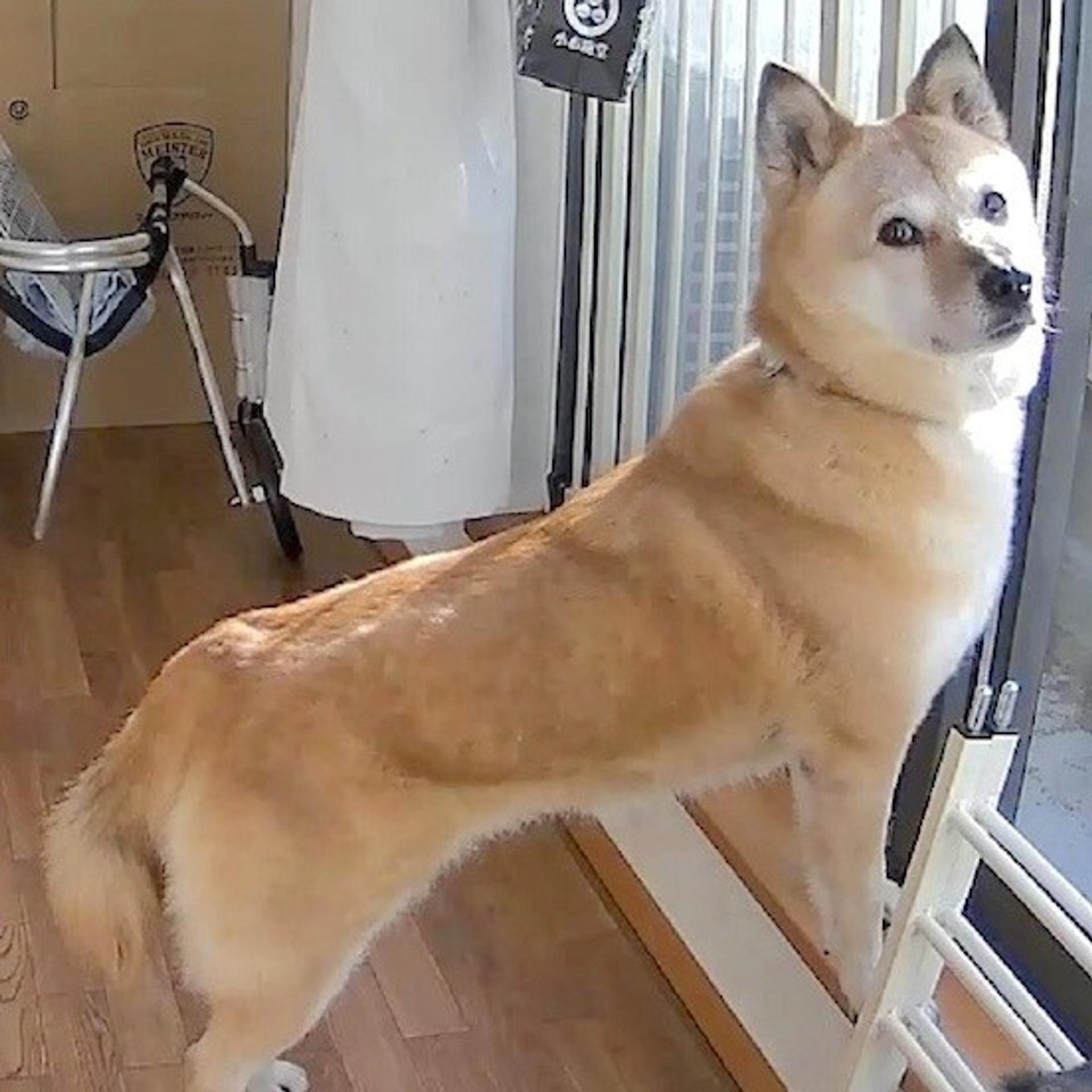 pet-image-2