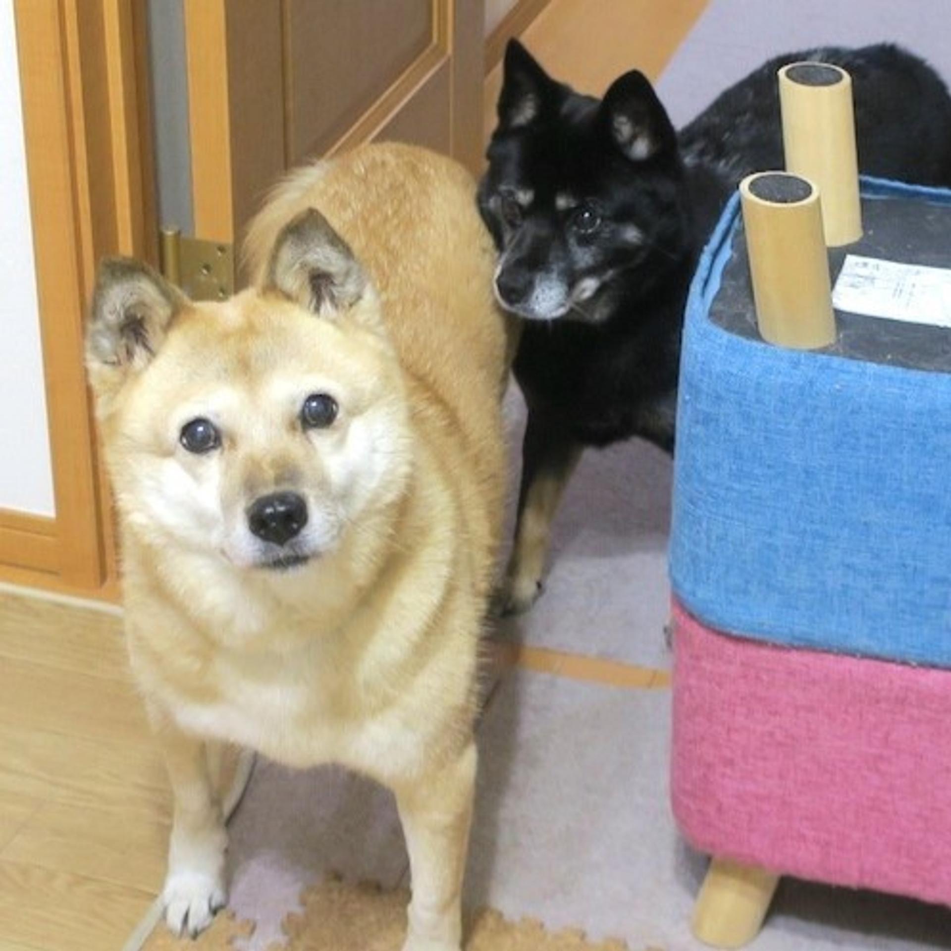 pet-image-4