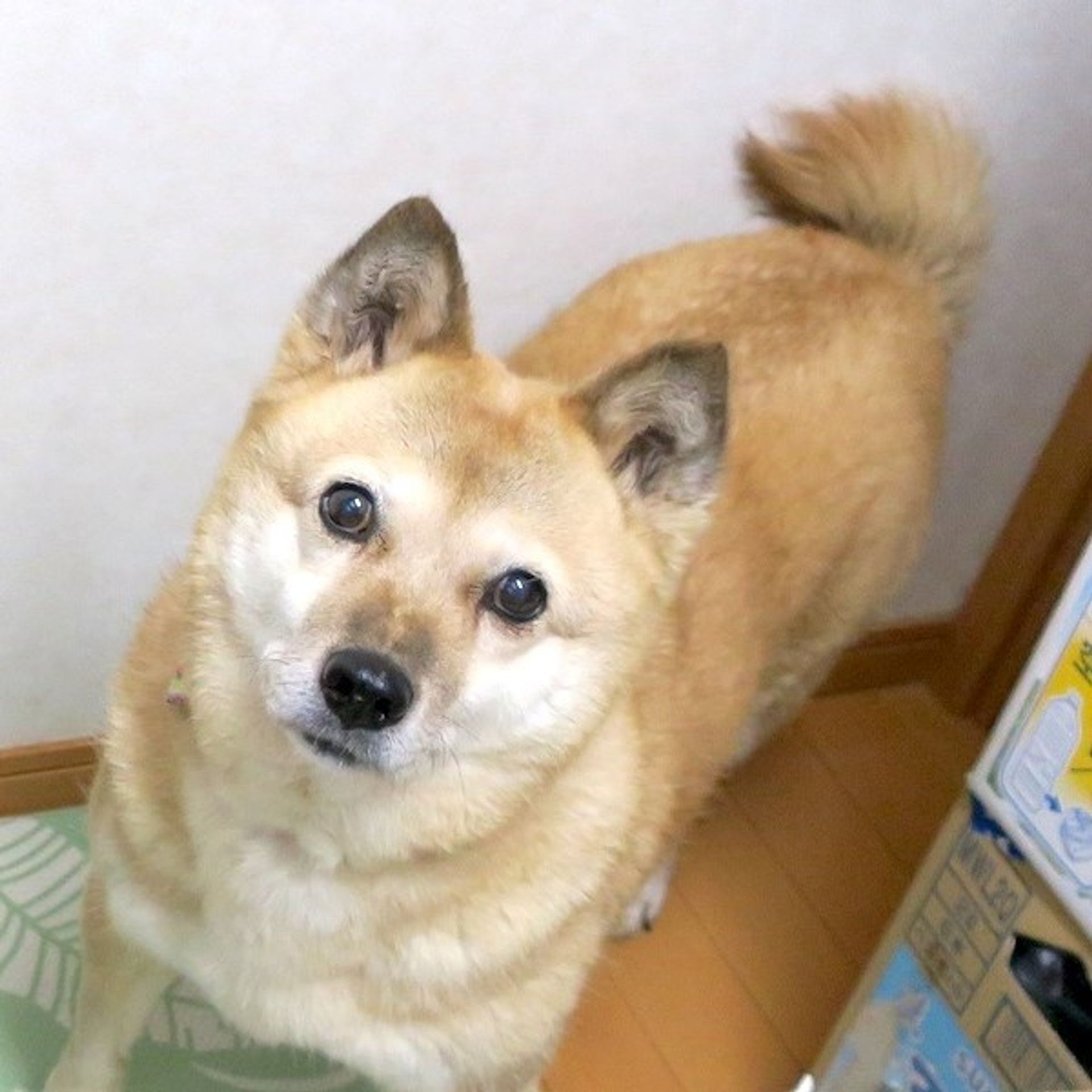 雑種（ミックス犬）・メスの里親募集の写真
