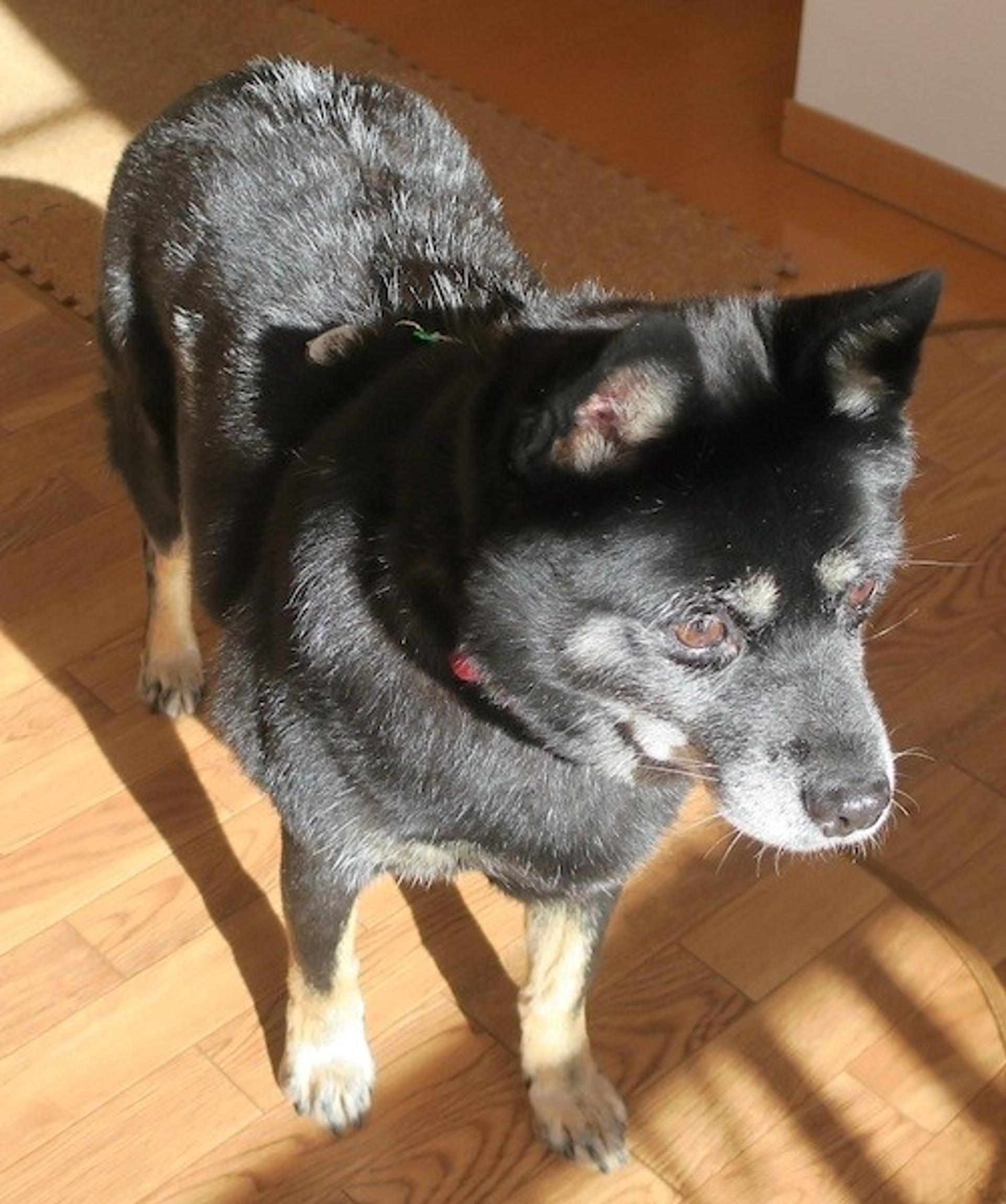 pet-image-2