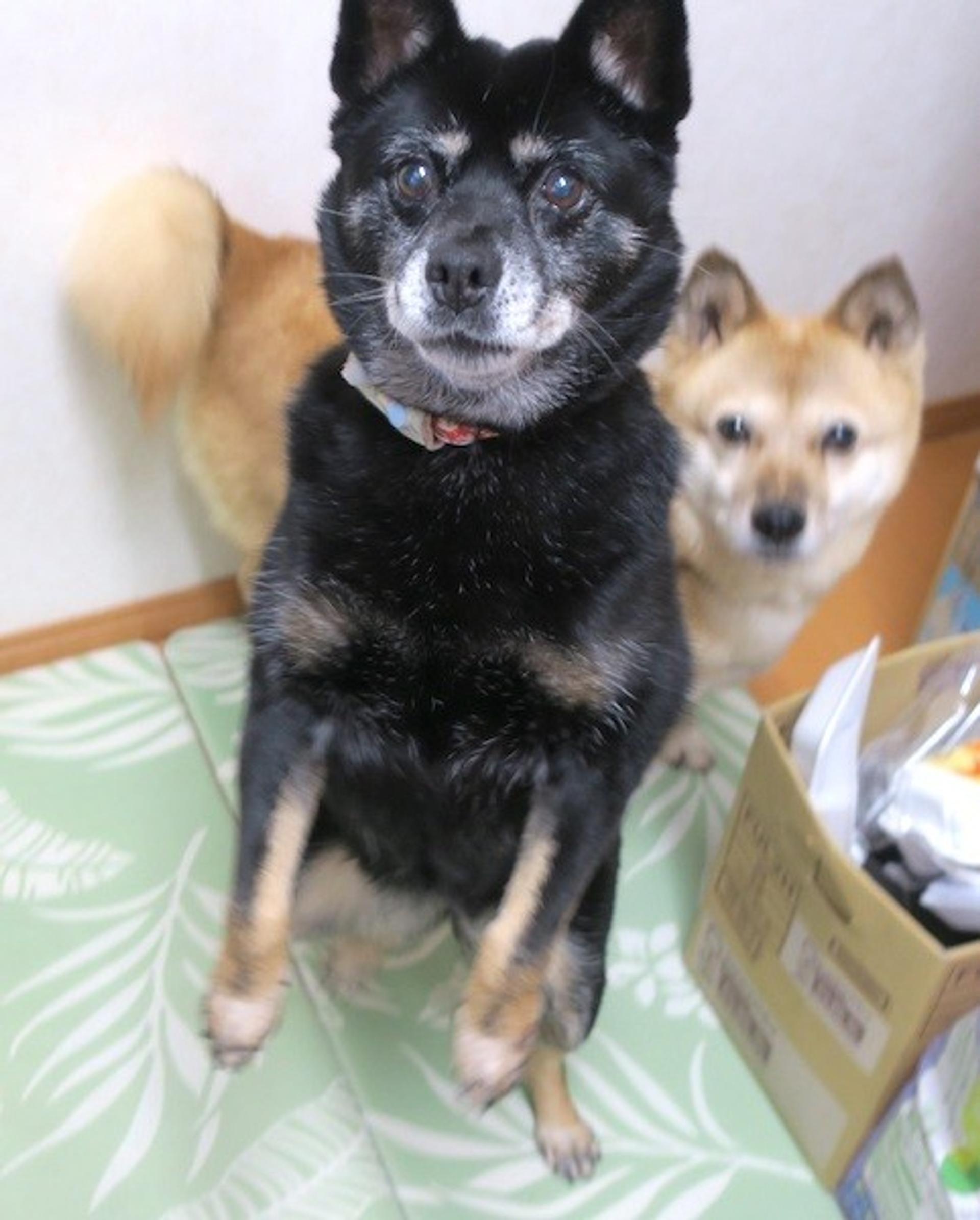pet-image-4