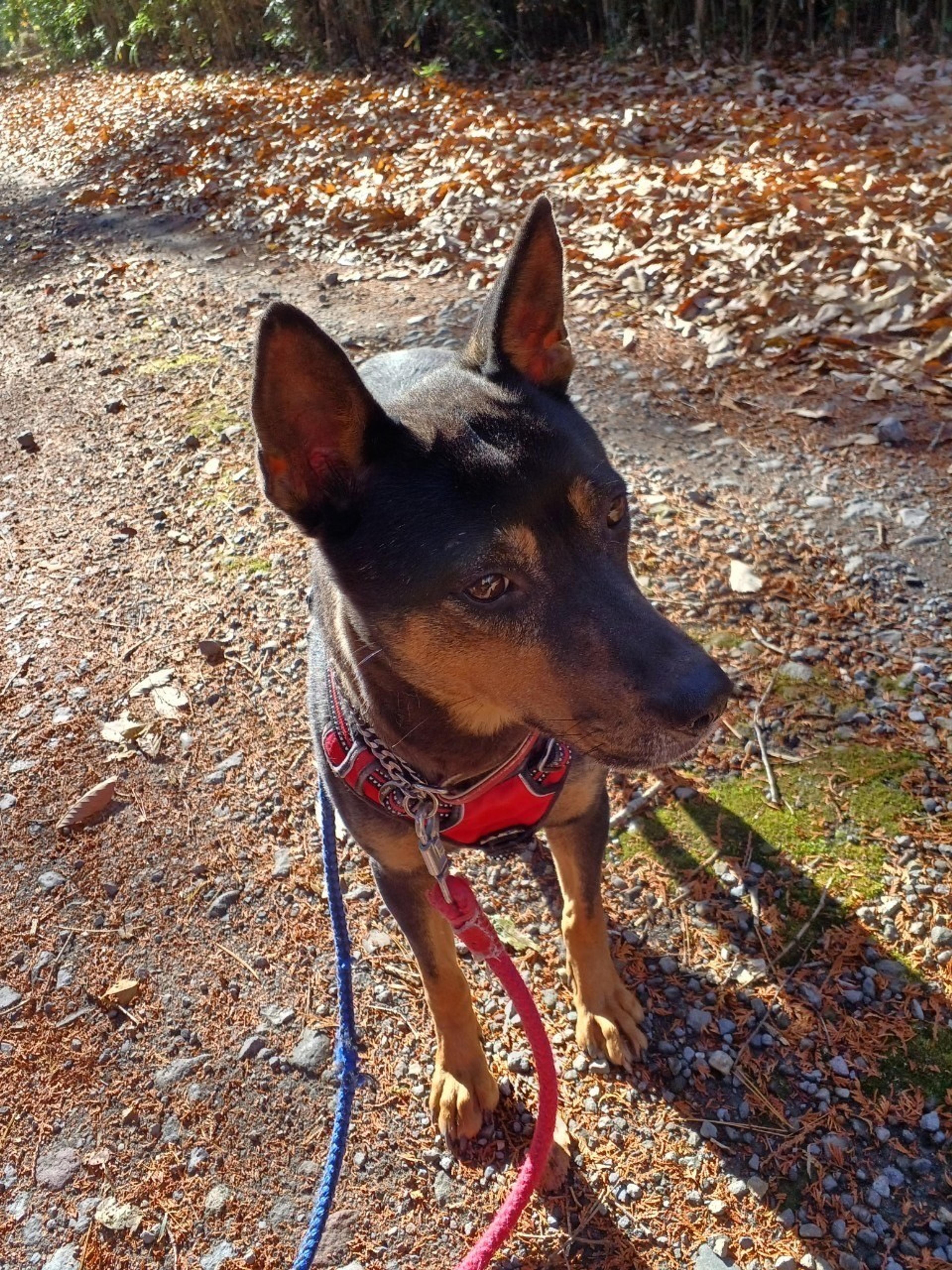 pet-image-8