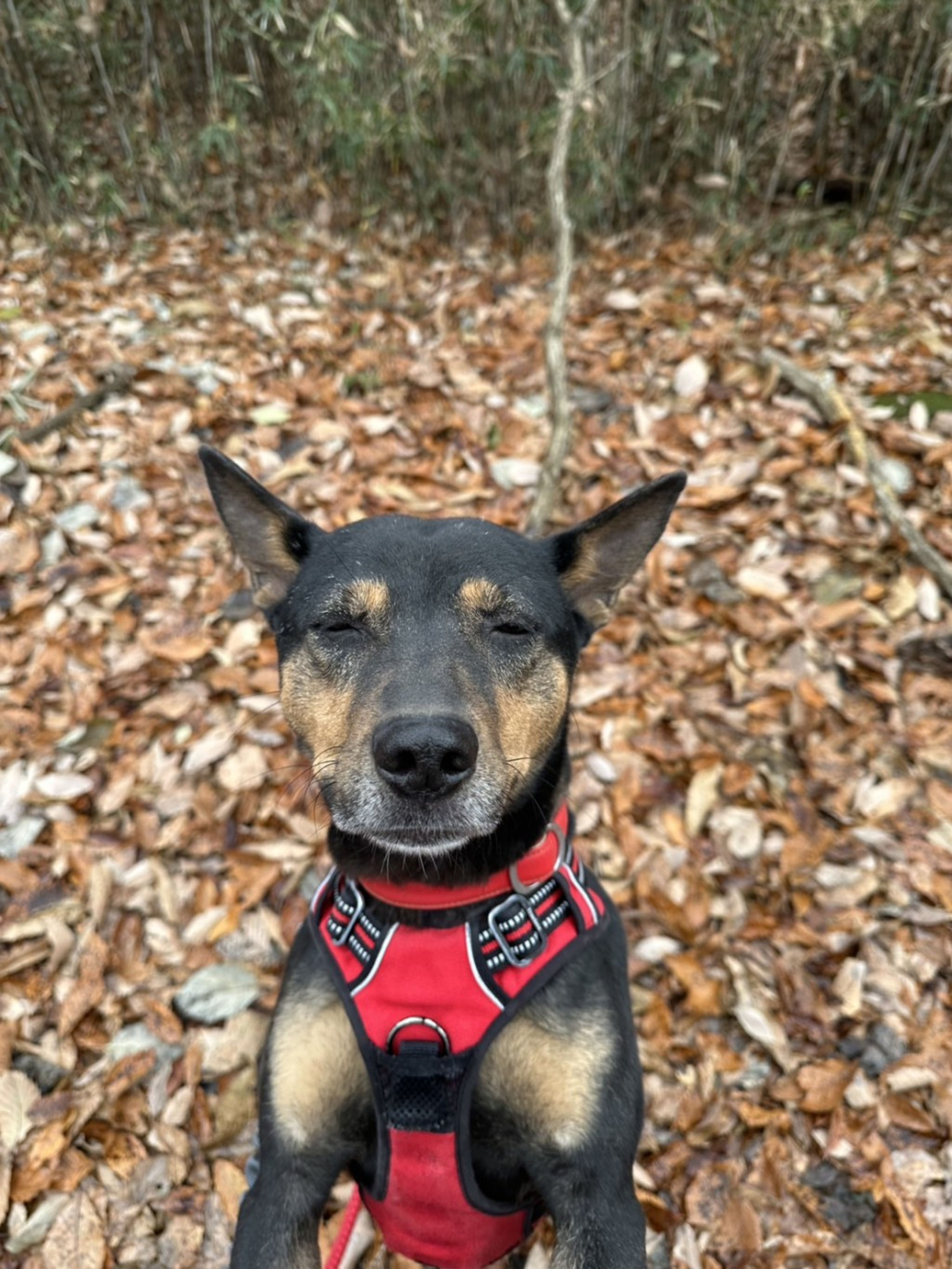 雑種（ミックス犬）・メスの里親募集の写真