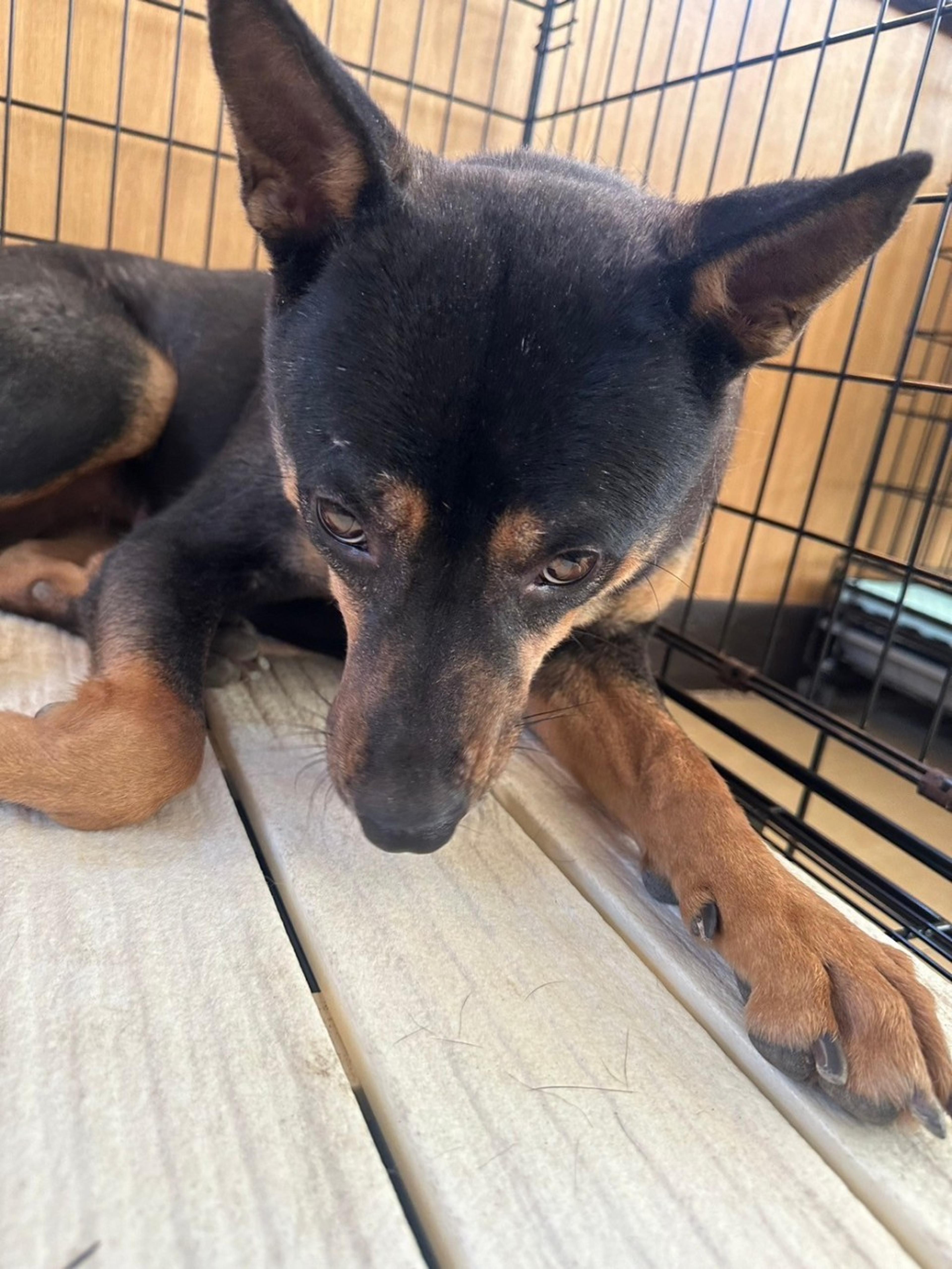 pet-image-2