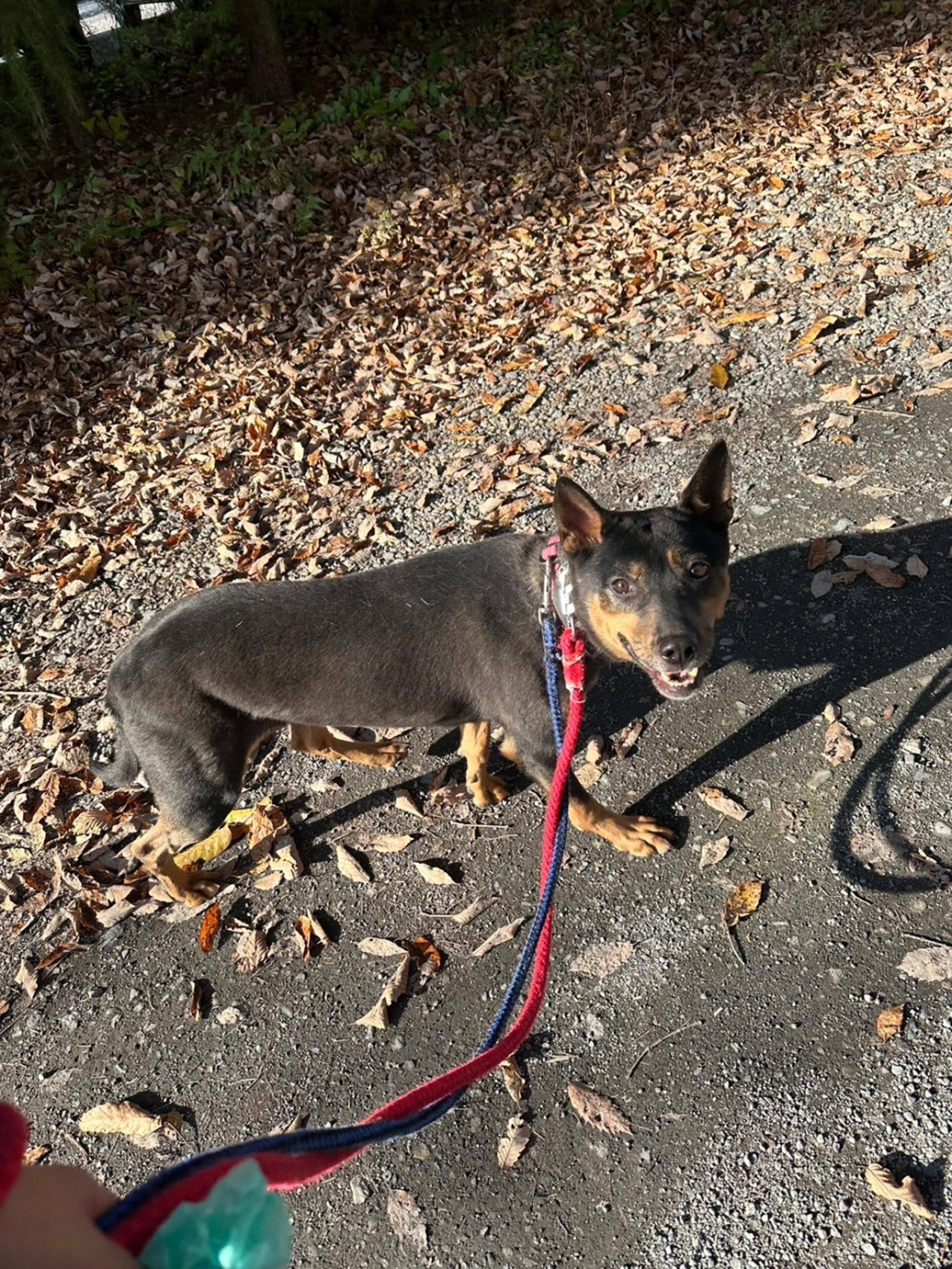 pet-image-3