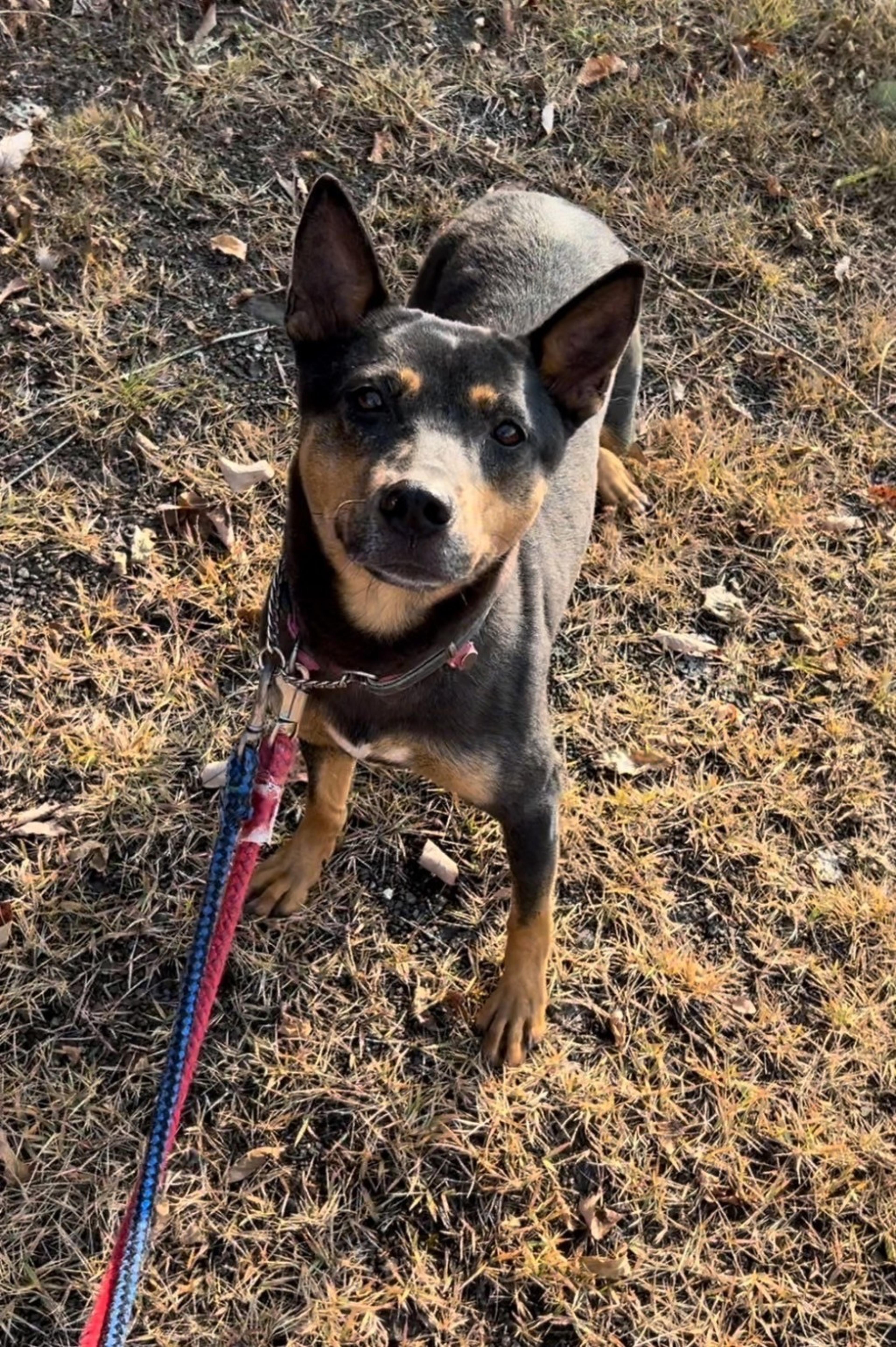 pet-image-9