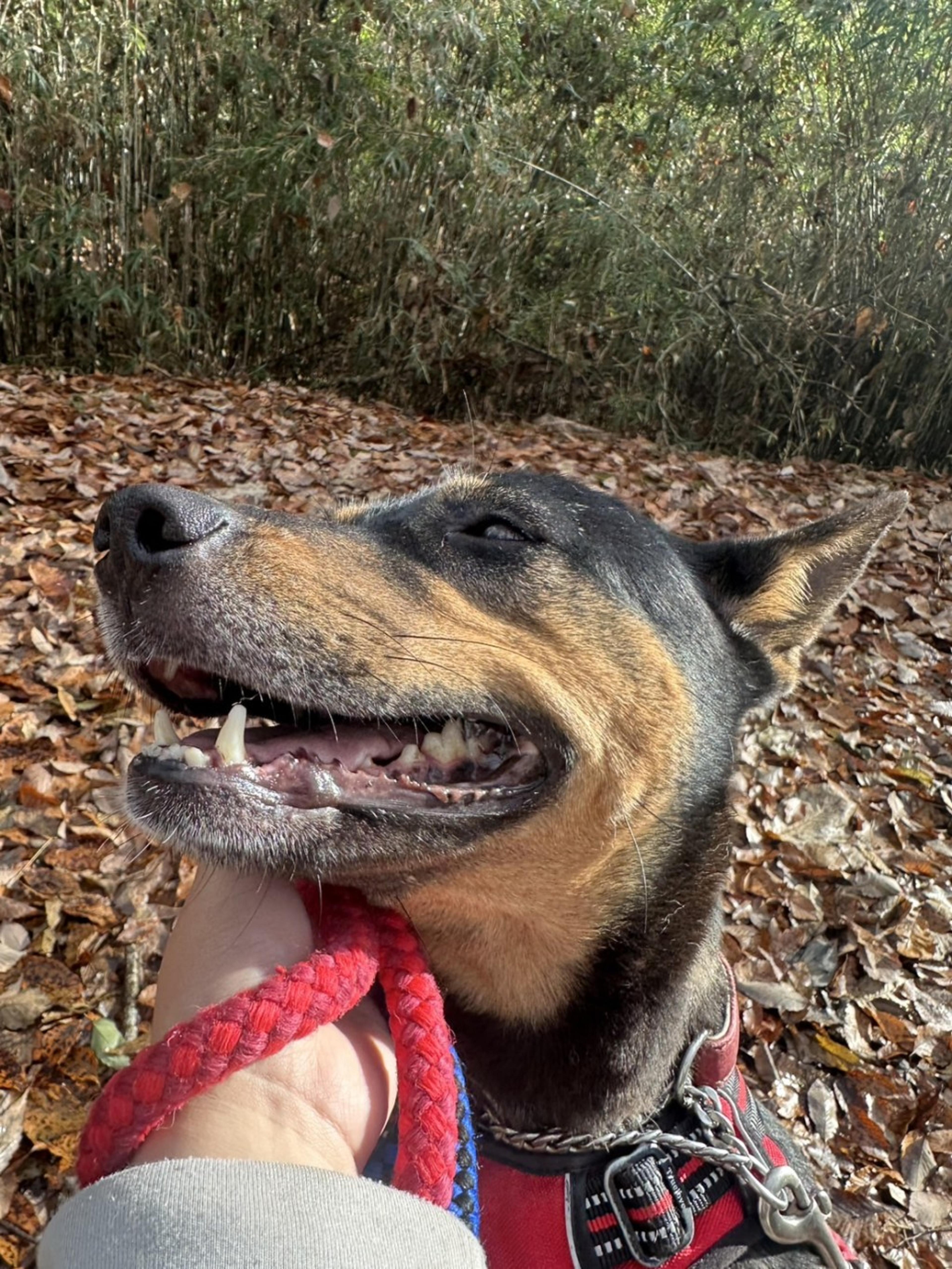 pet-image-5