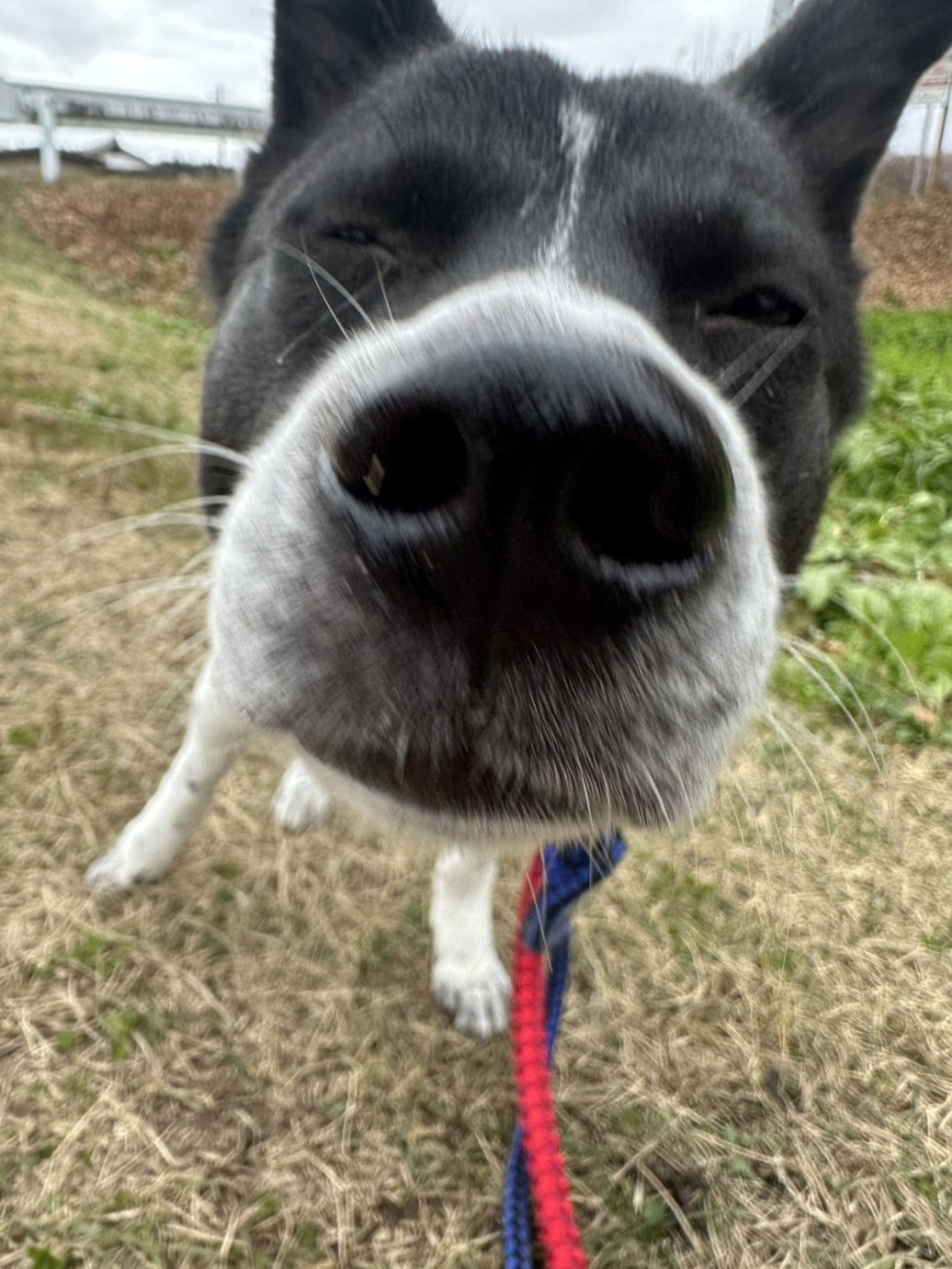 pet-image-6