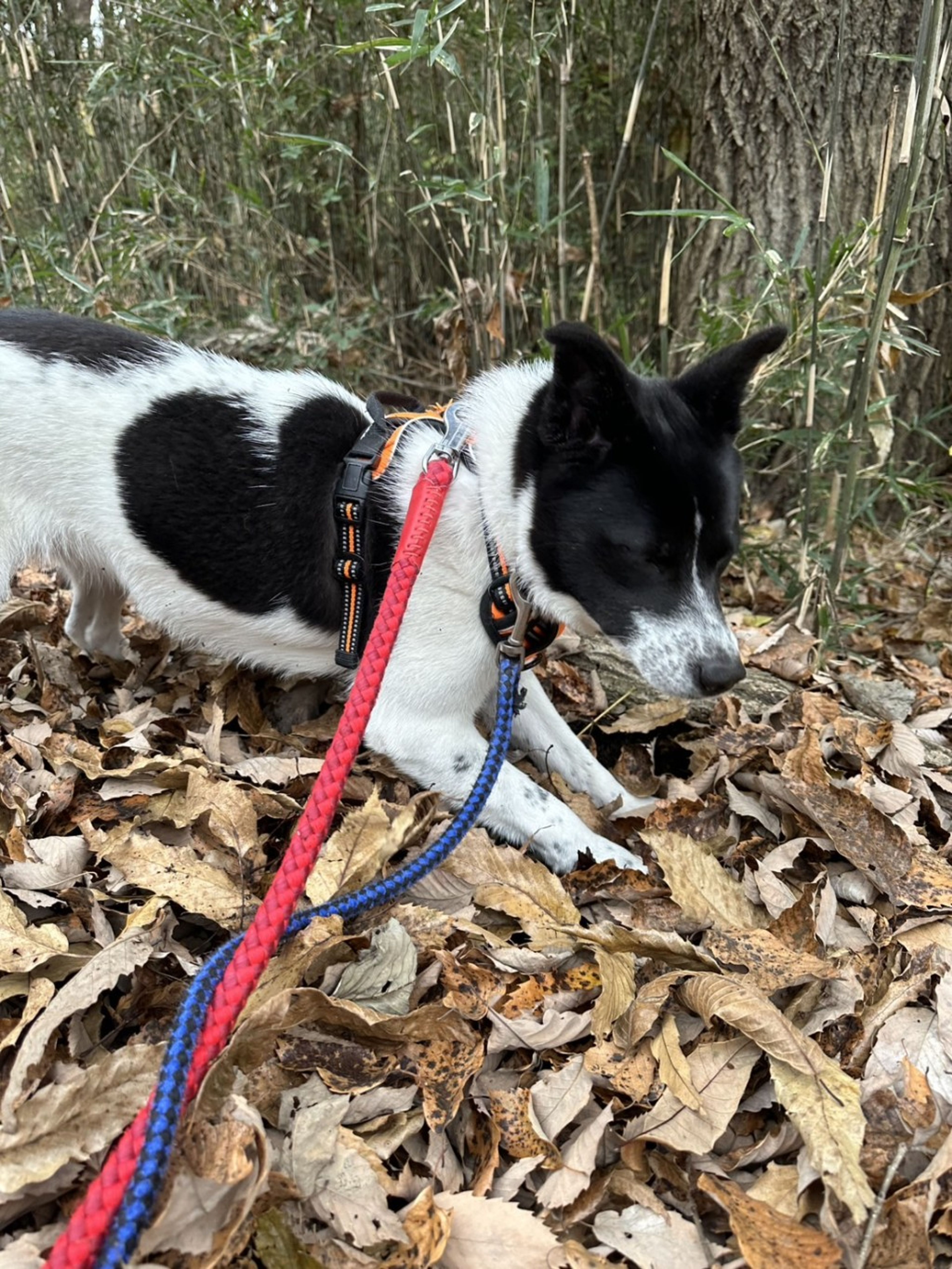 pet-image-7