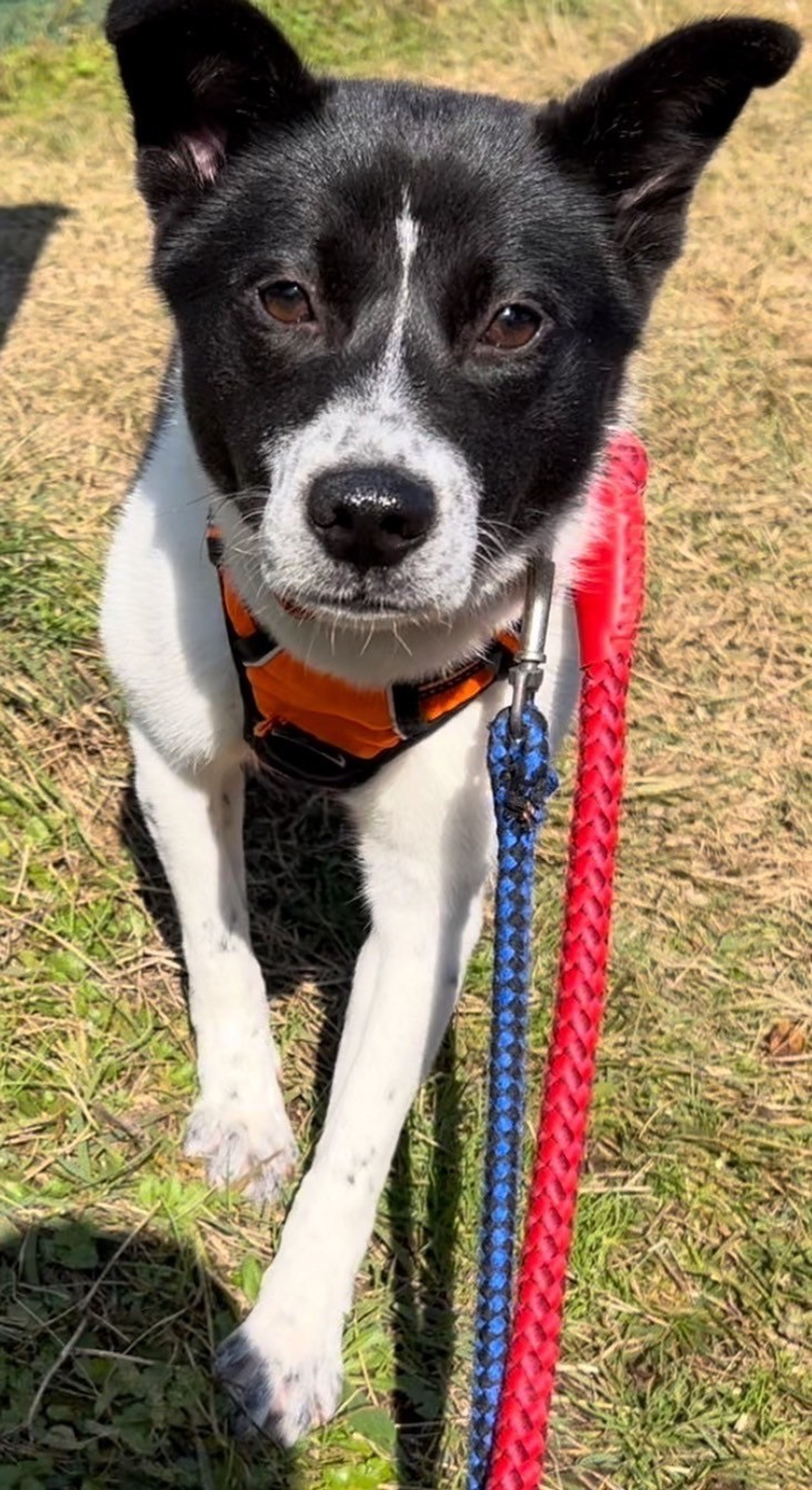 pet-image-8