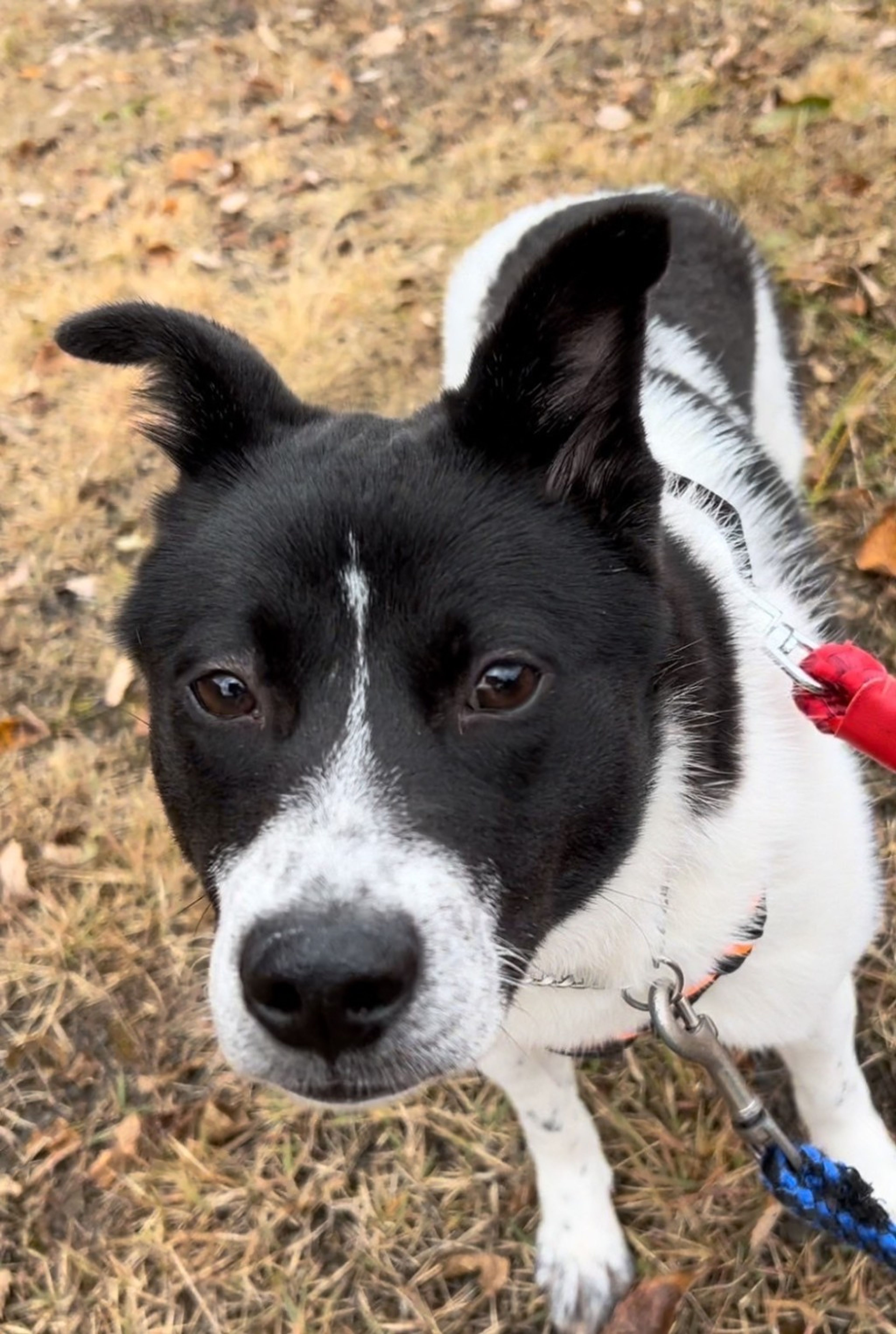 pet-image-9