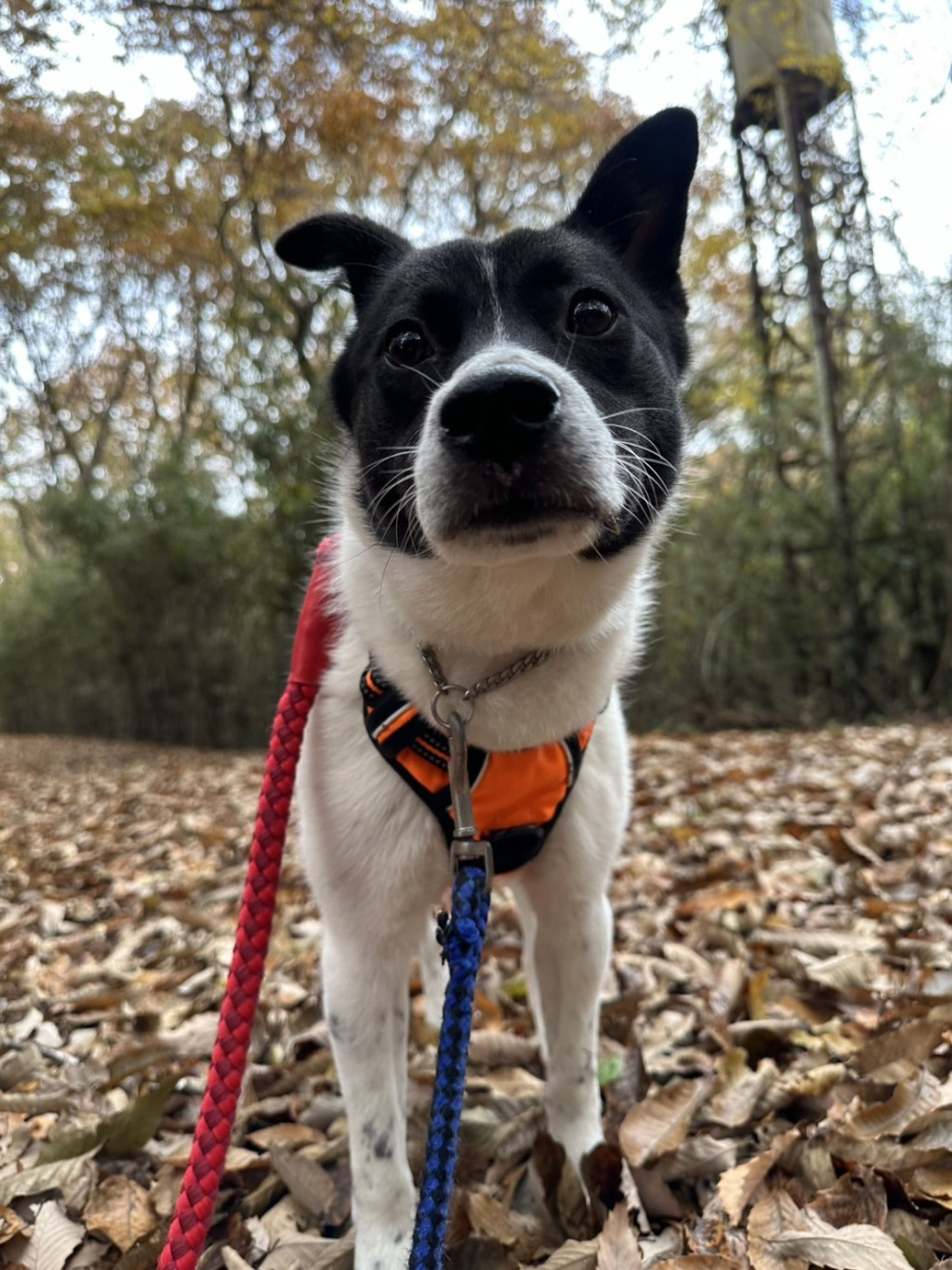 pet-image-3