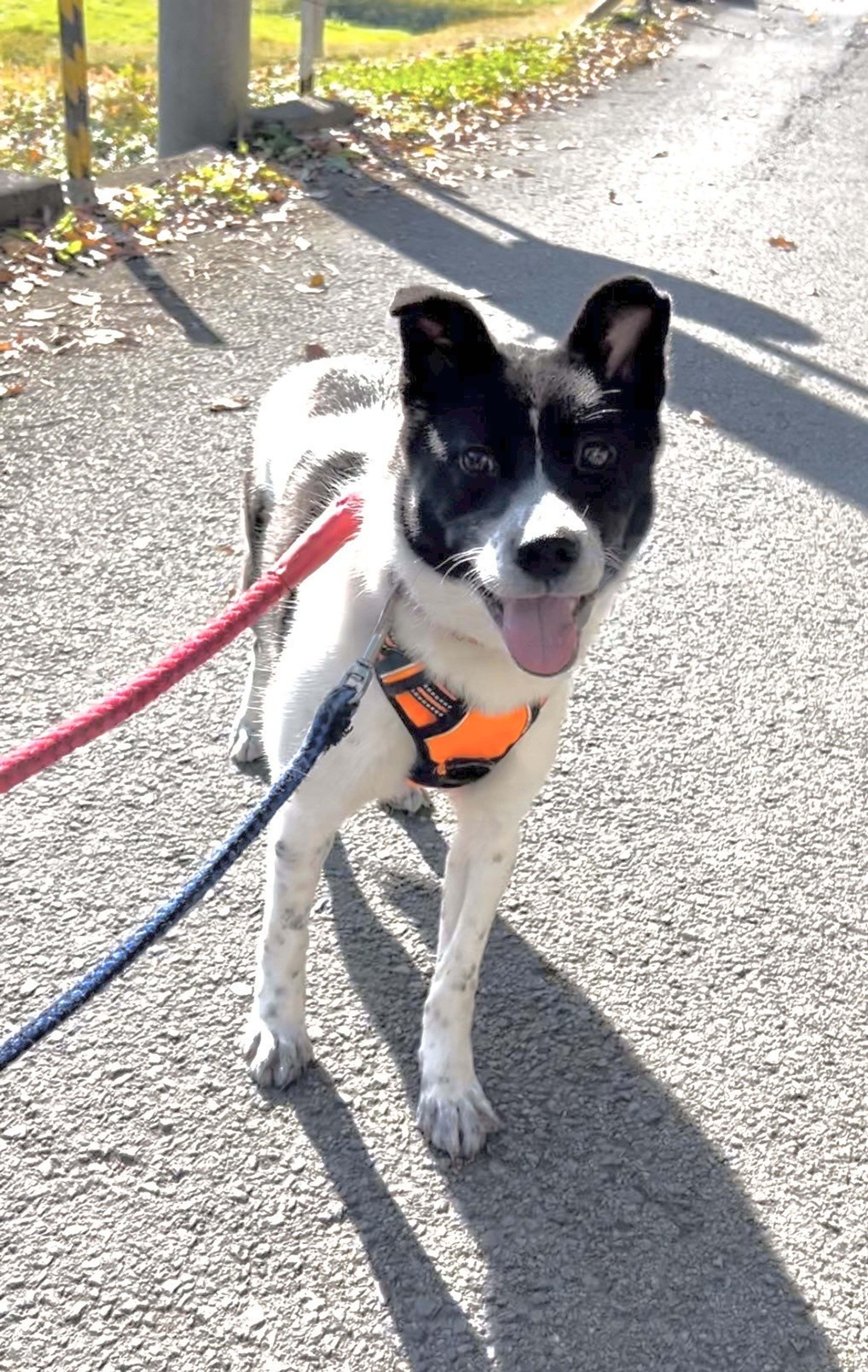 pet-image-4
