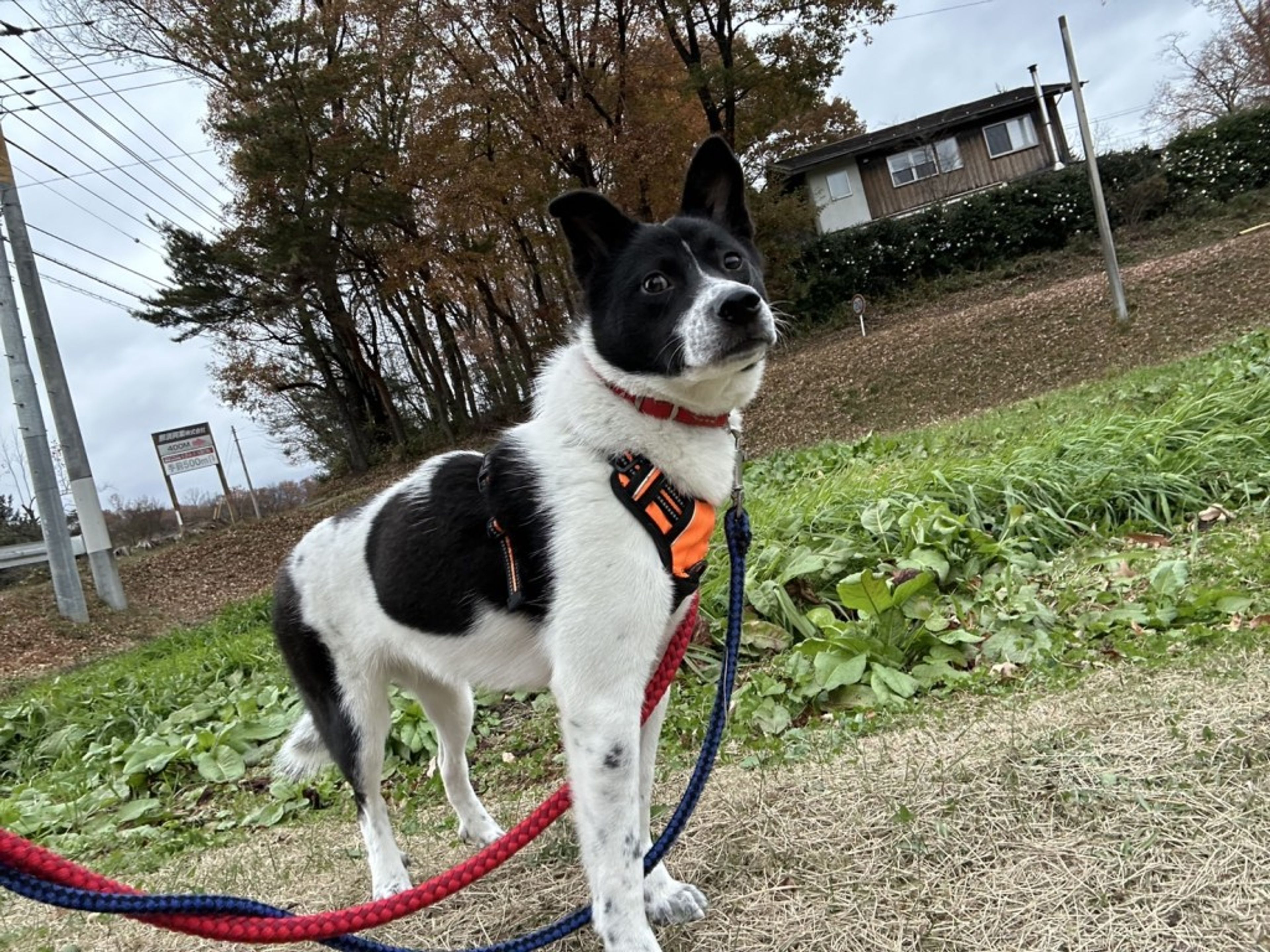 pet-image-5