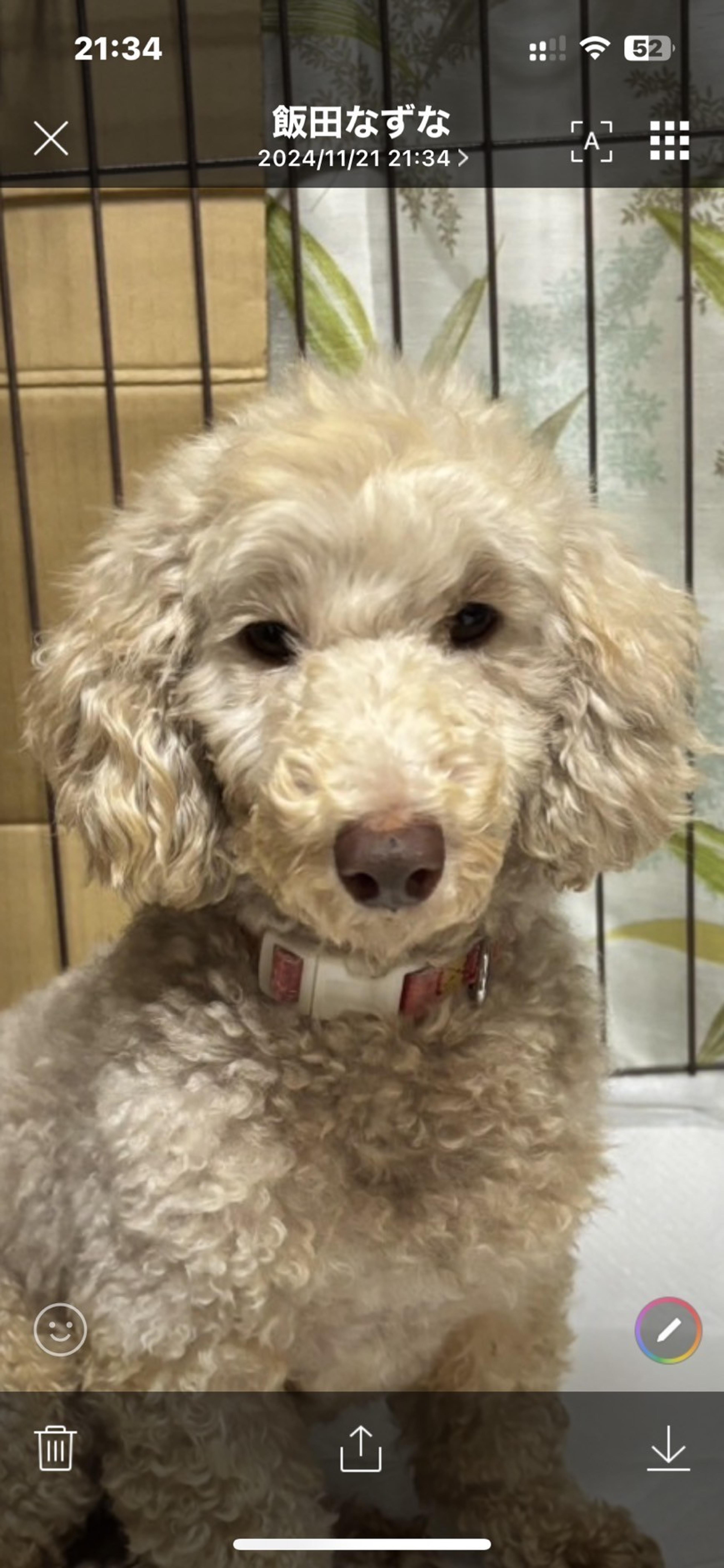 pet-image-3