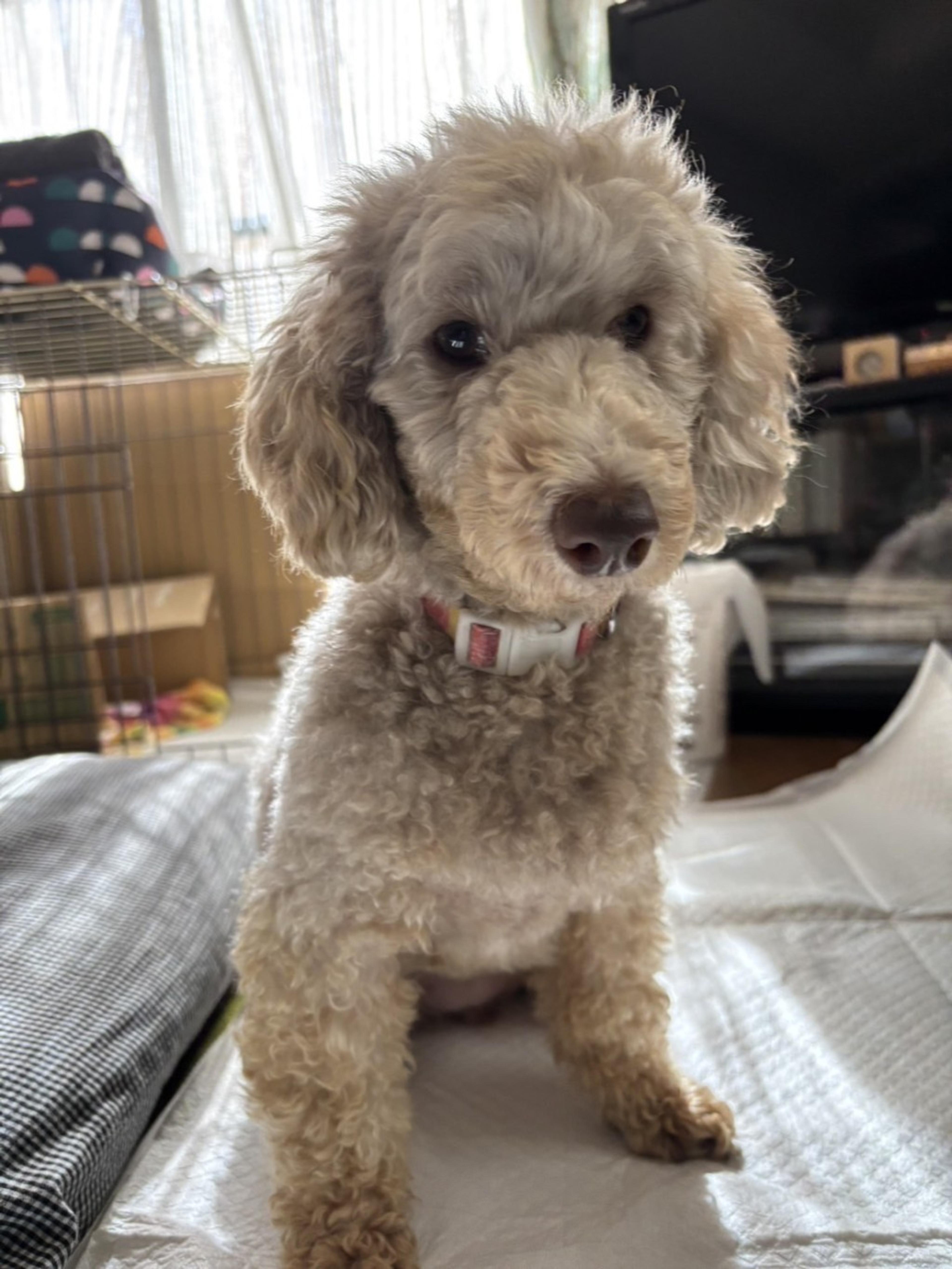 pet-image-2