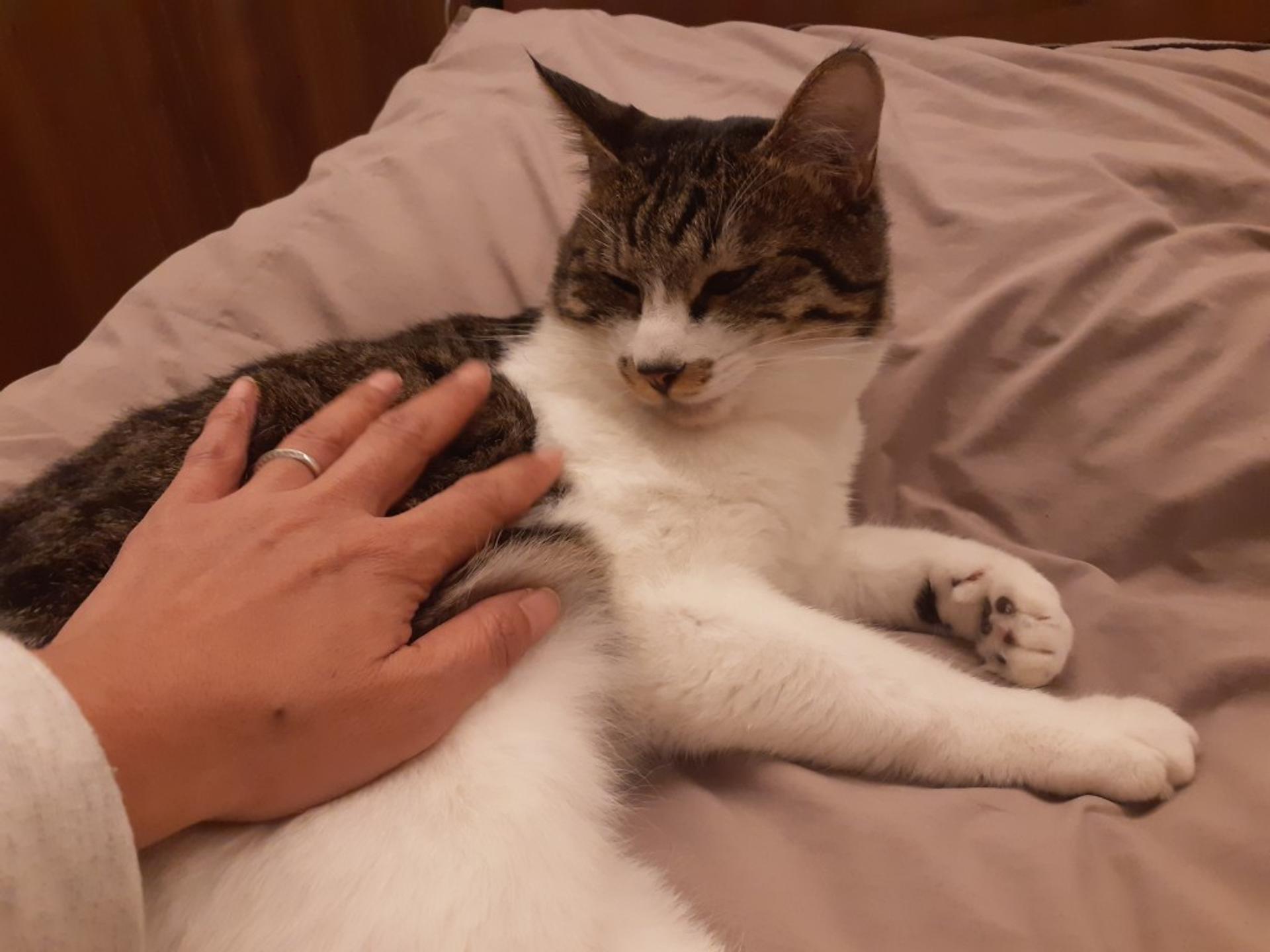 pet-image-7