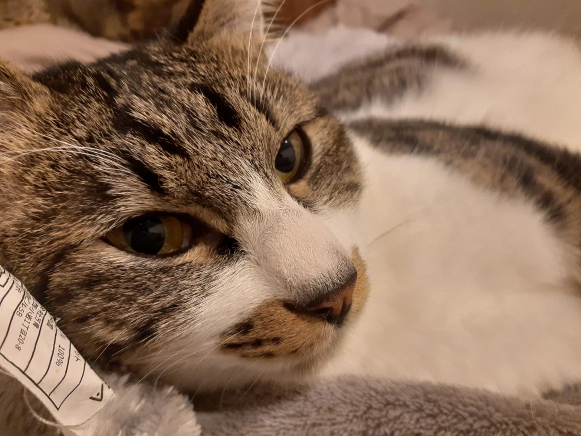 pet-image-6