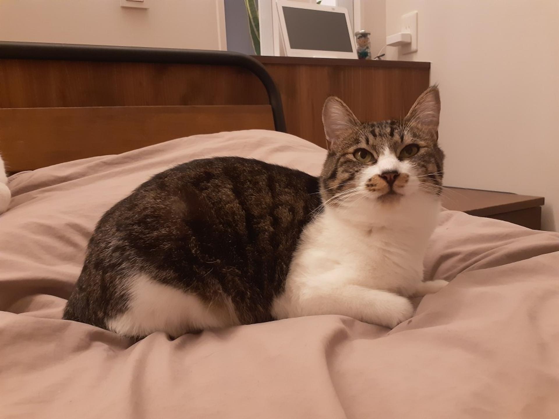 pet-image-5
