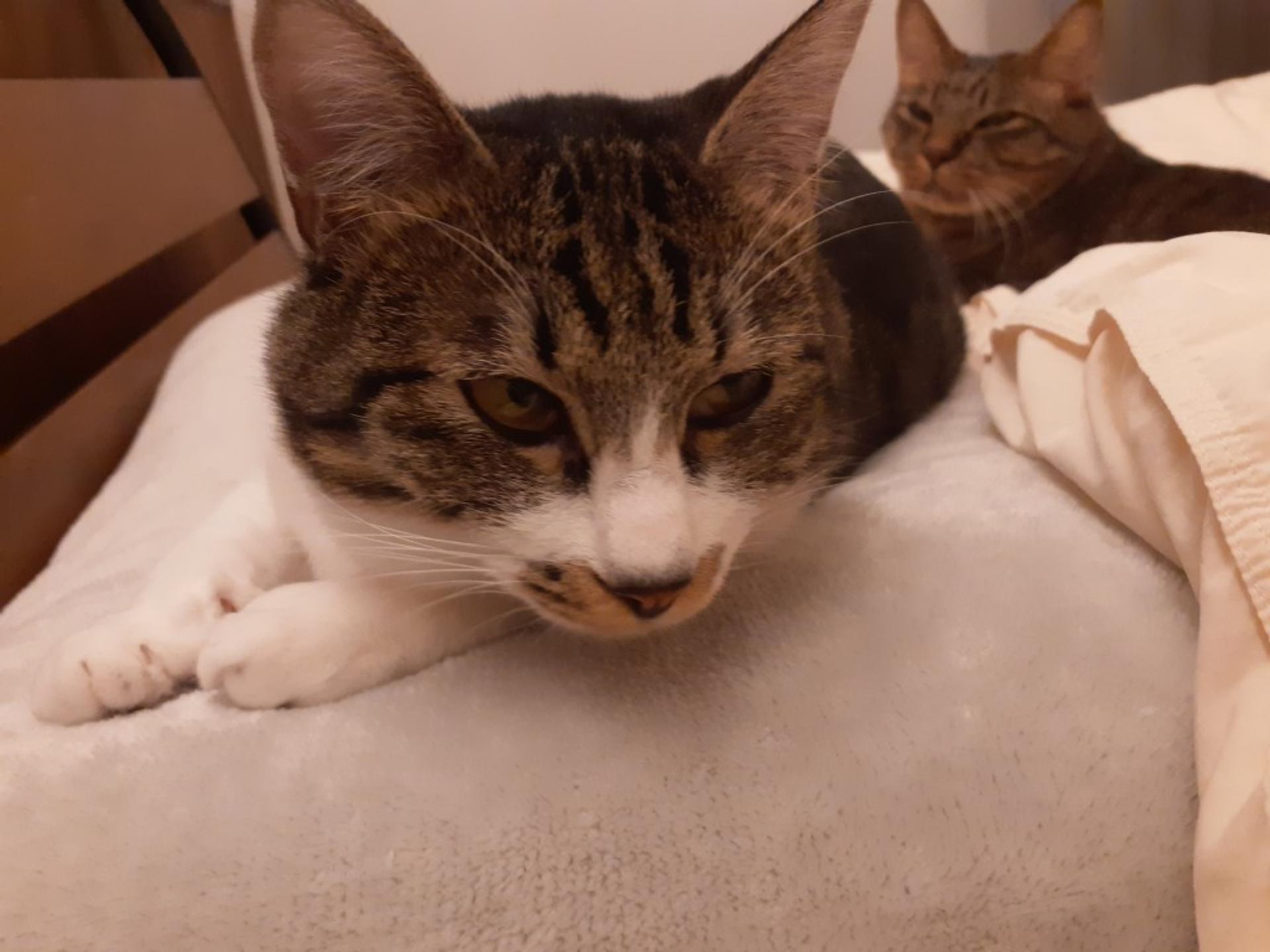 pet-image-3