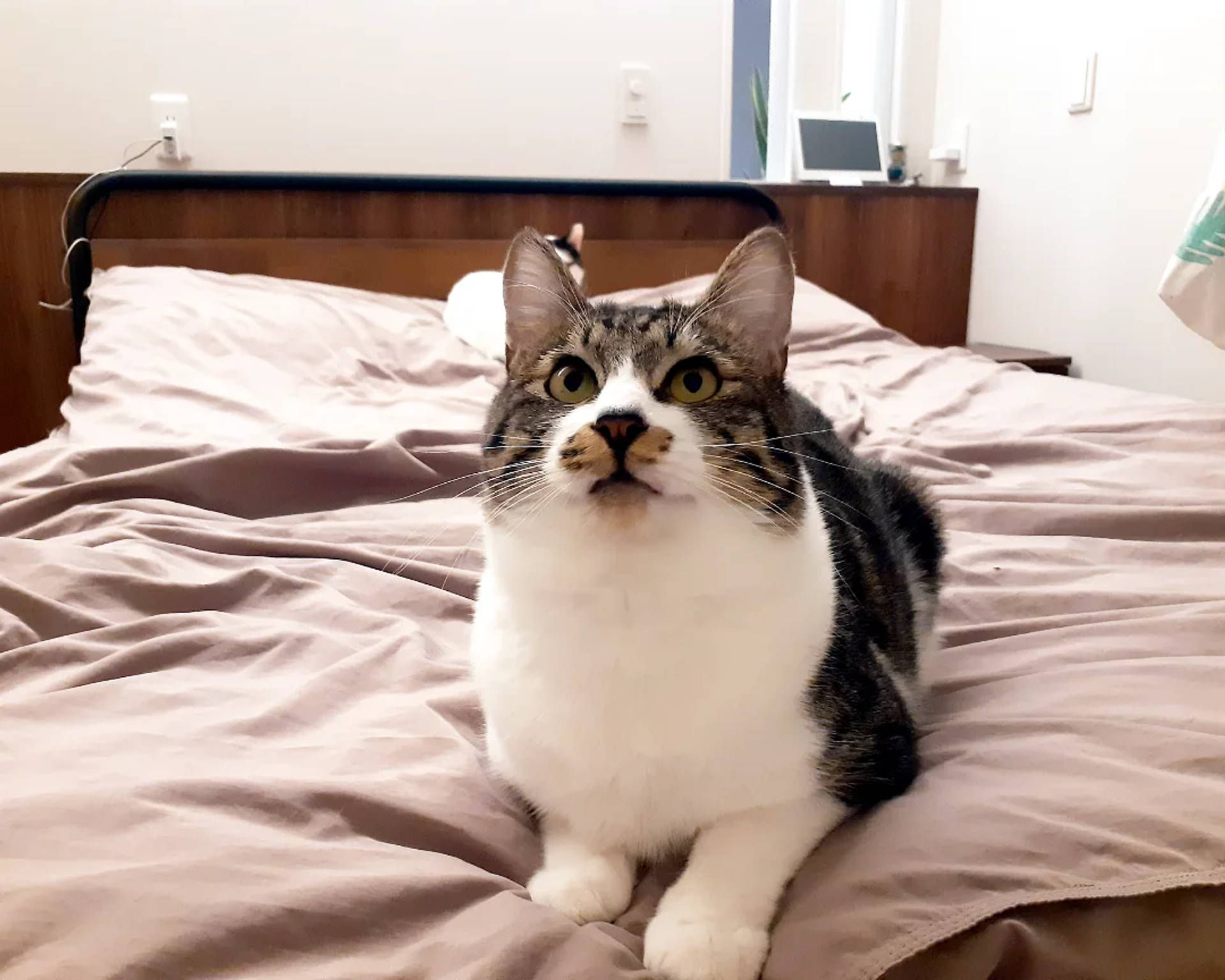 雑種（ミックス猫）・オスの里親募集の写真