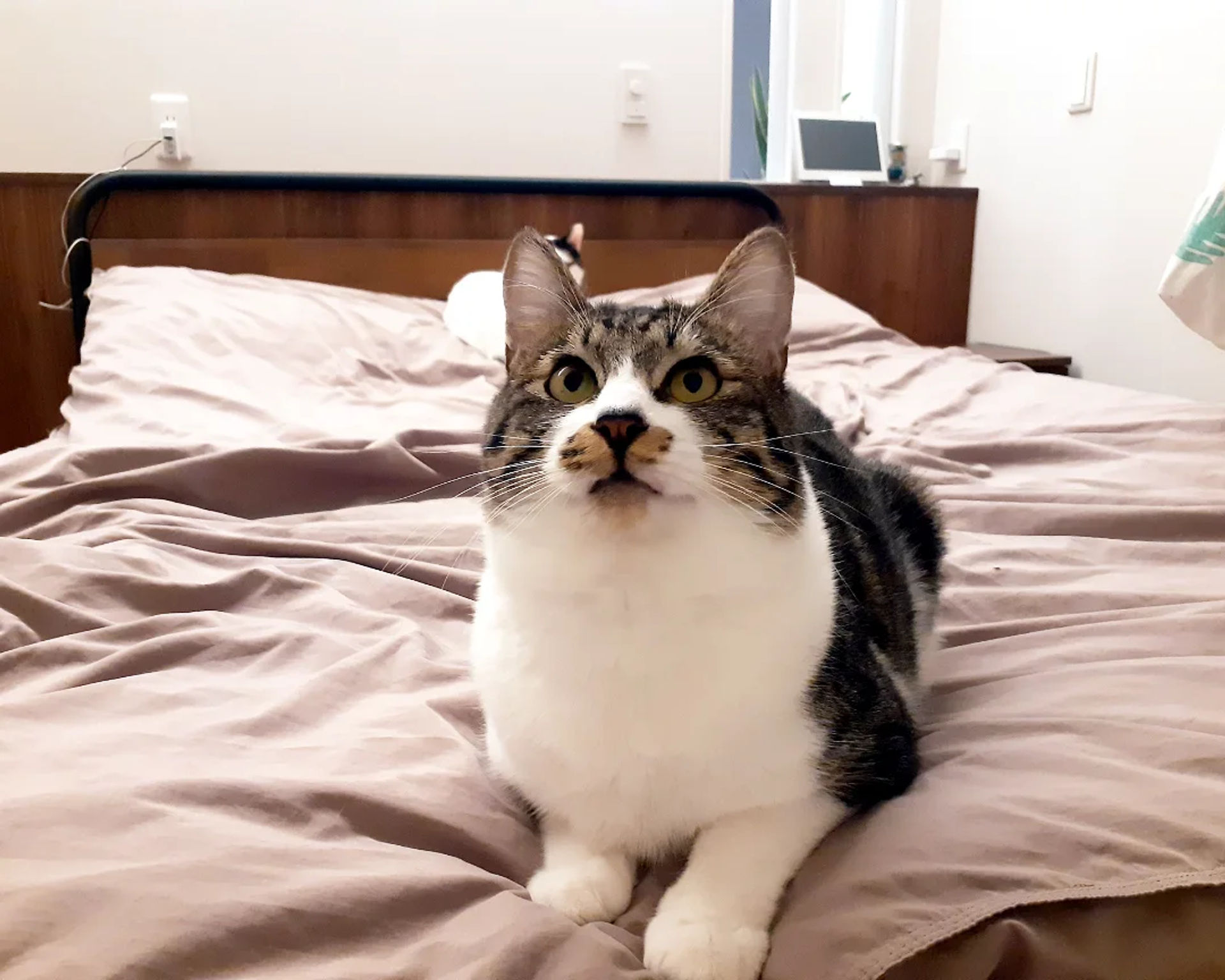雑種（ミックス猫）・オスの里親募集の写真