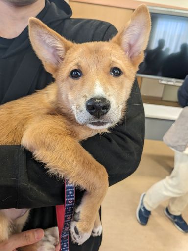 甘えん坊な子犬のウーロン
