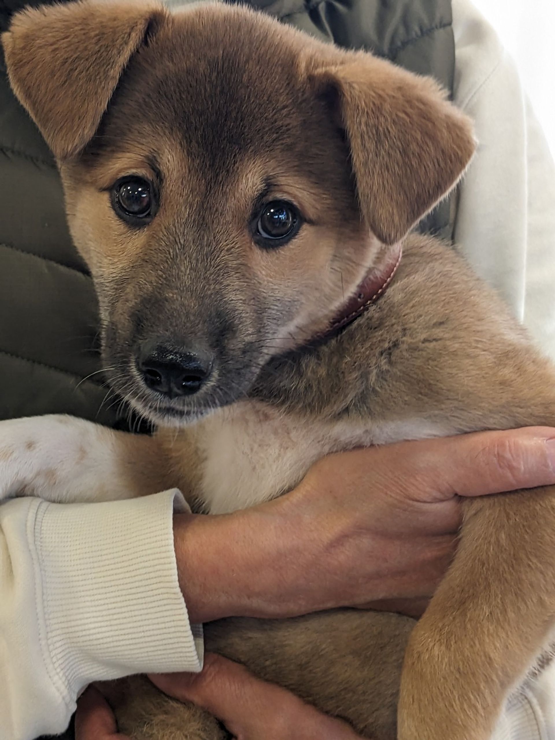 雑種（ミックス犬）・メスの里親募集の写真