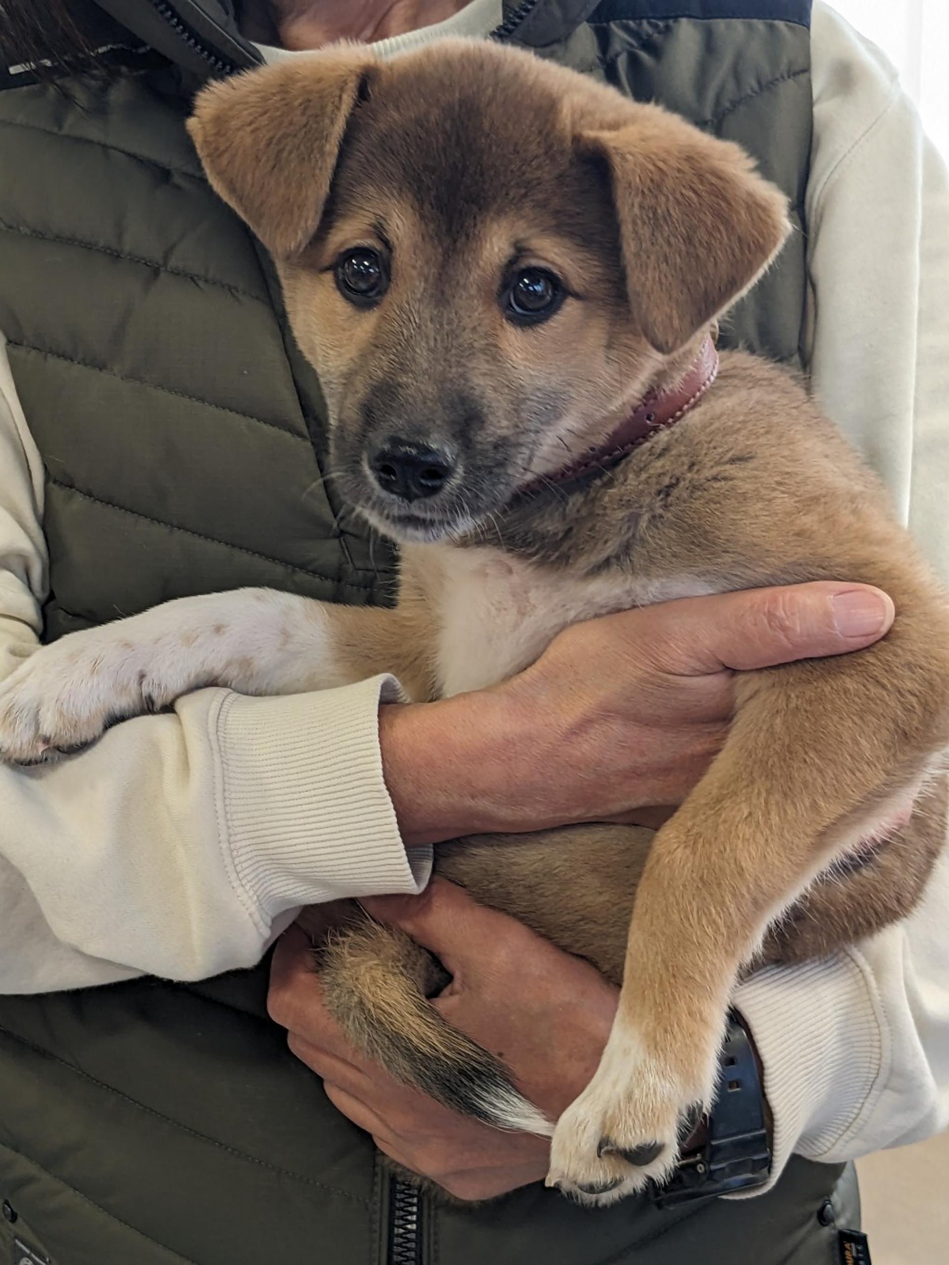 pet-image-2