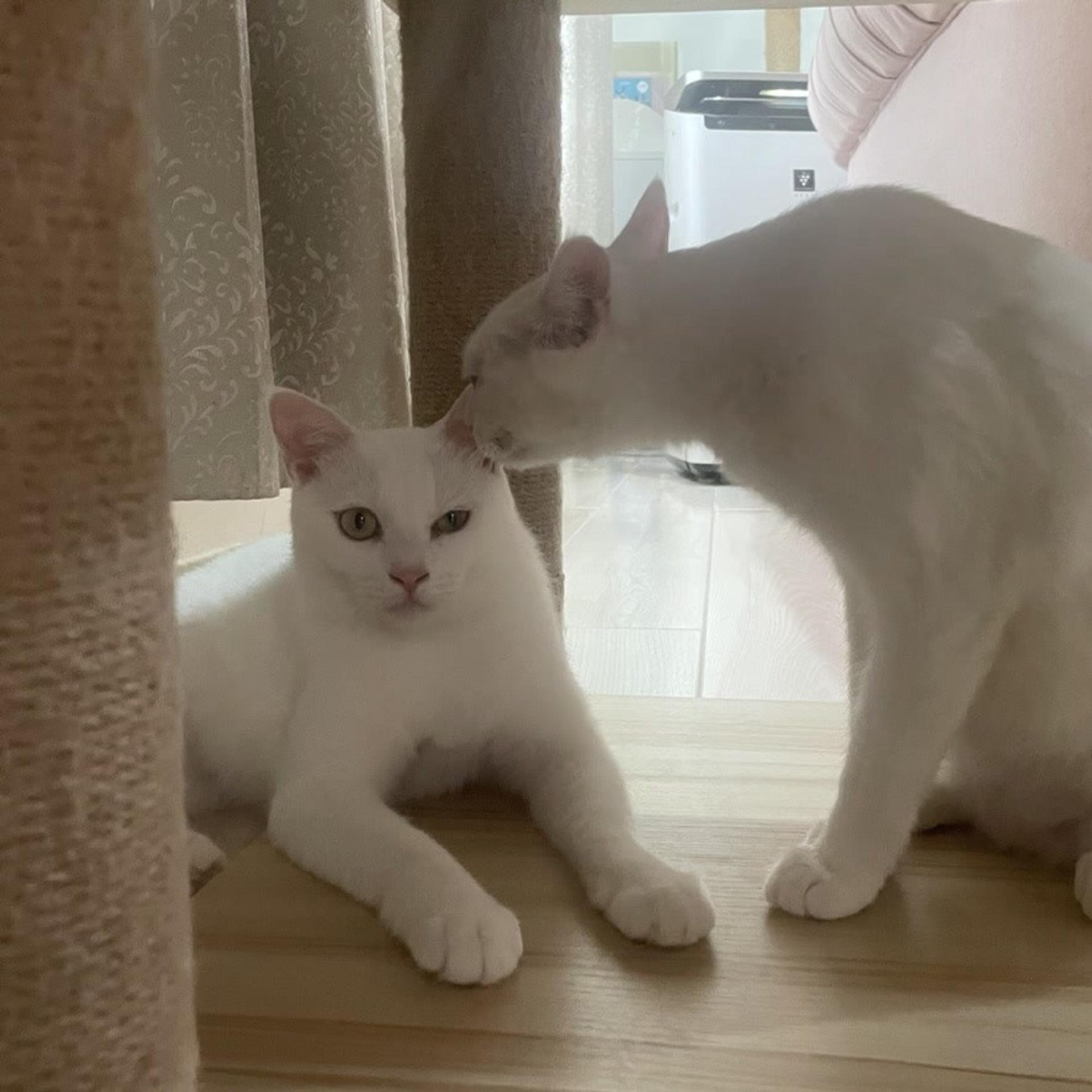 pet-image-2