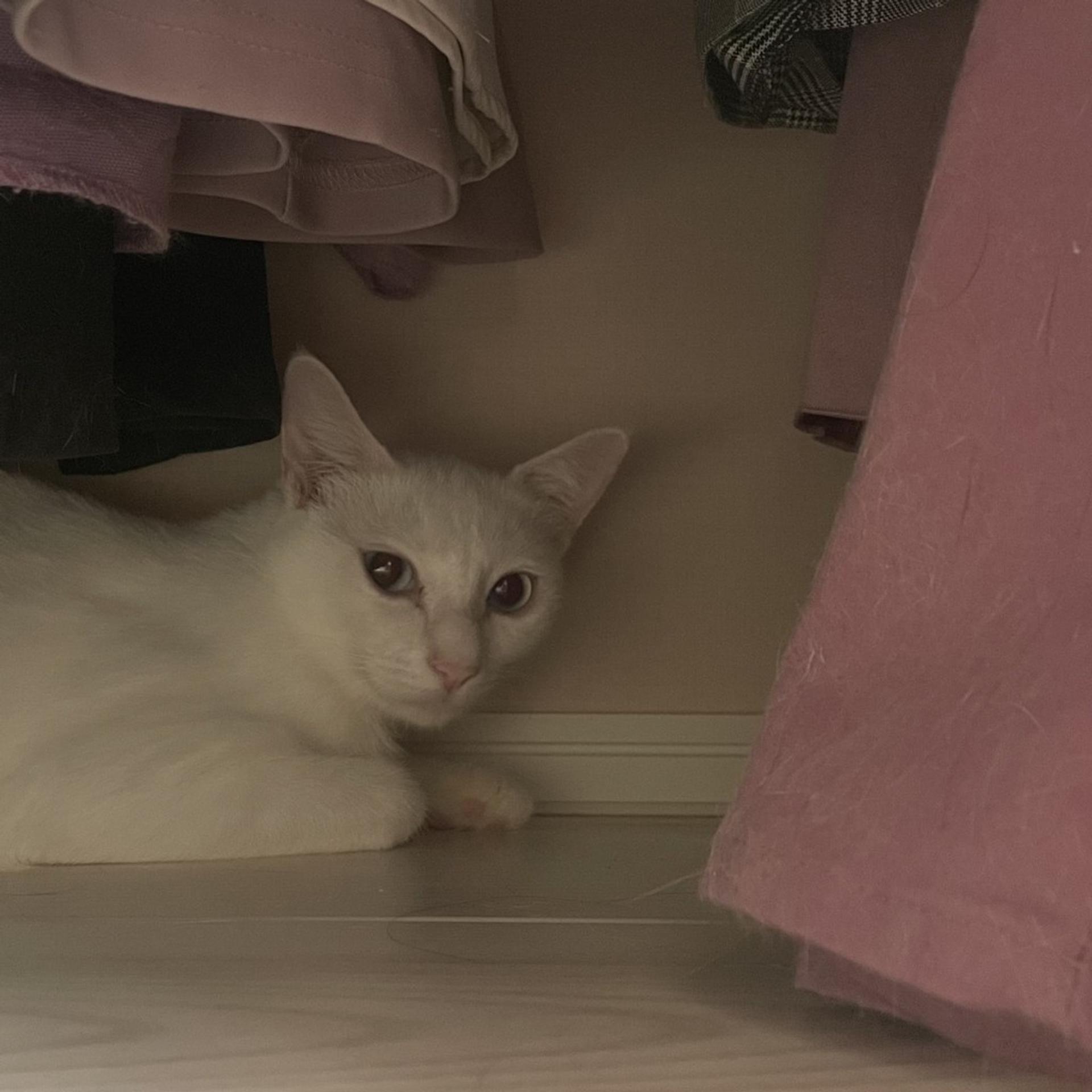 pet-image-4