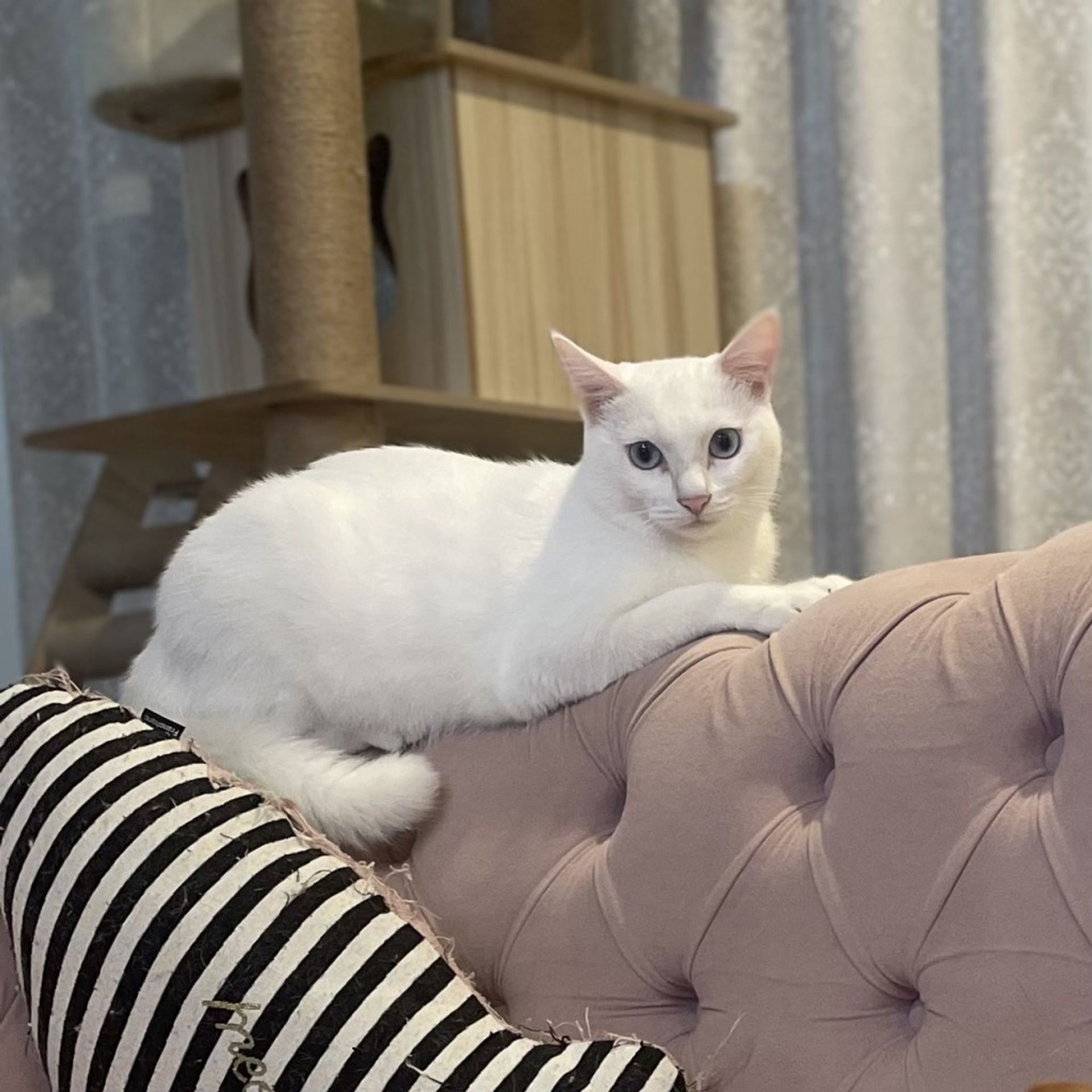 雑種（ミックス猫）・メスの里親募集の写真