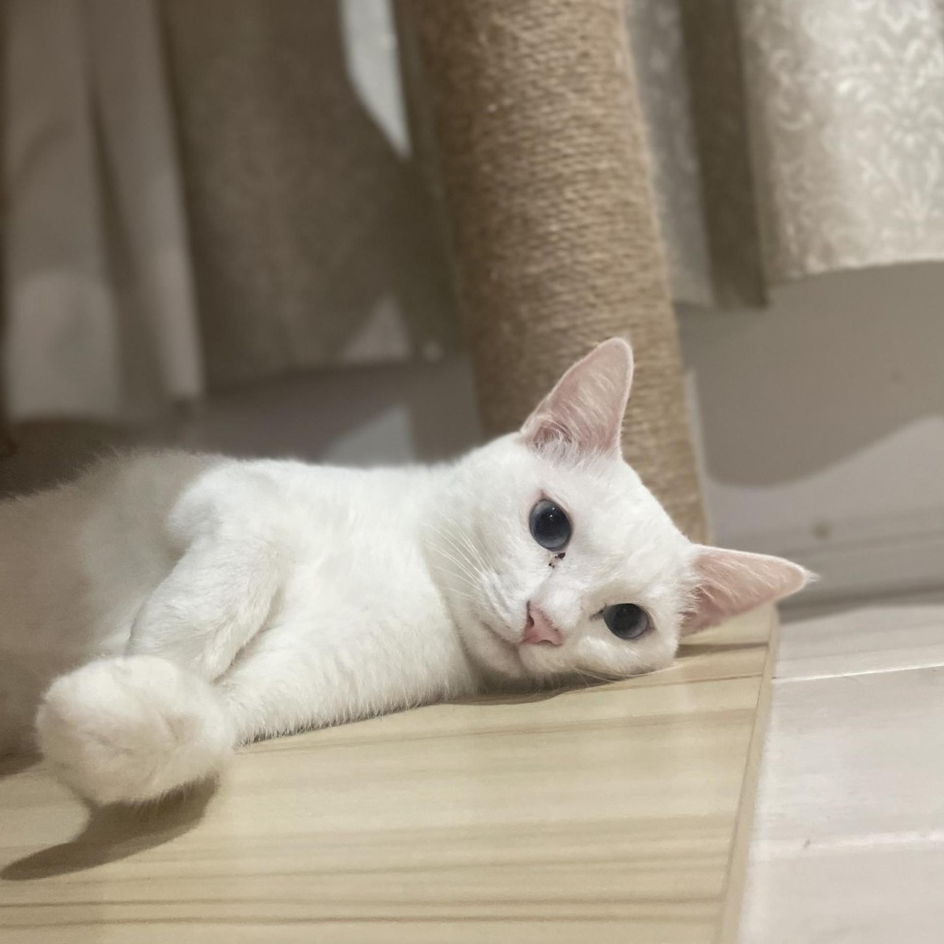 pet-image-3