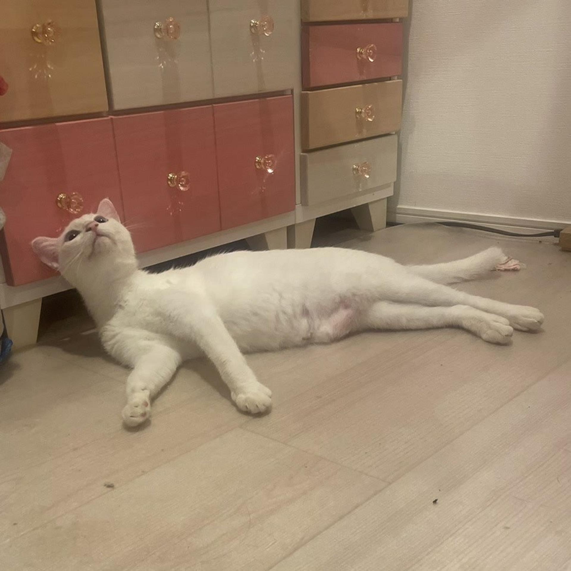 pet-image-7