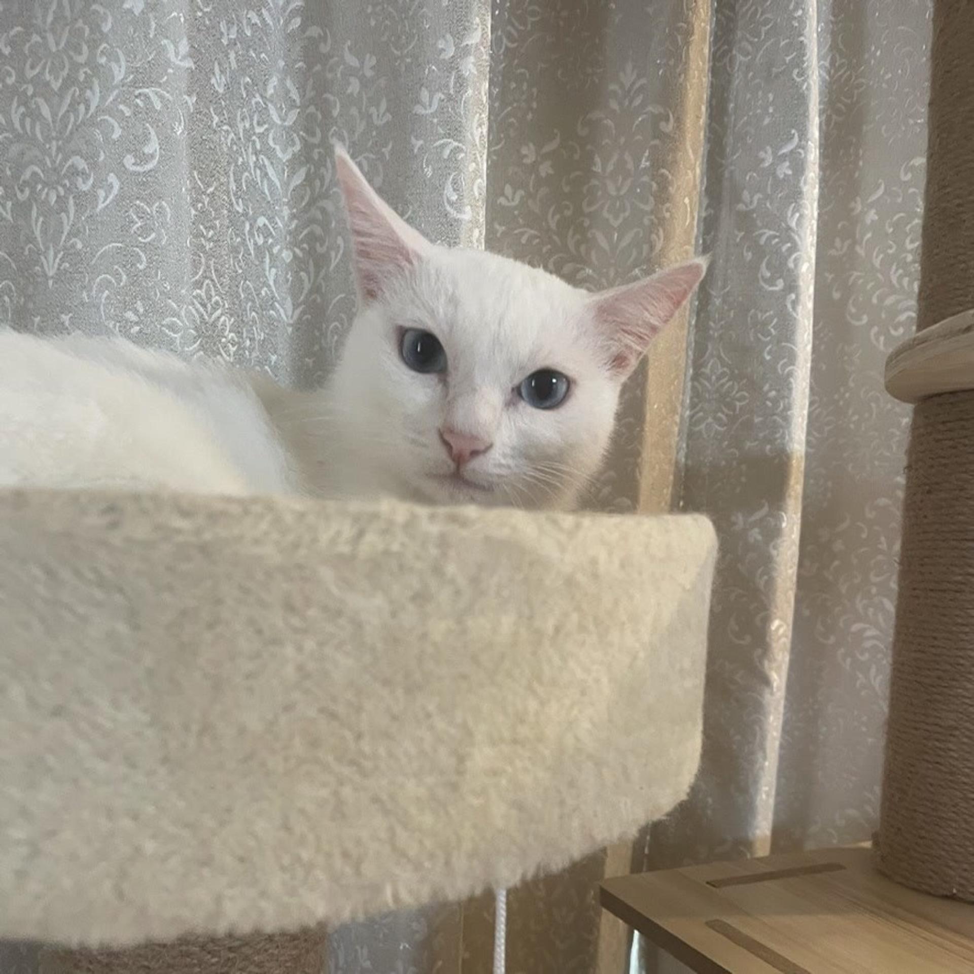 pet-image-9