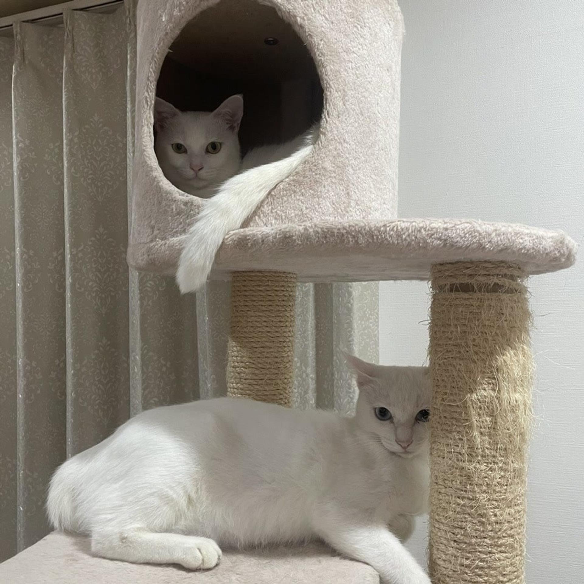 pet-image-8