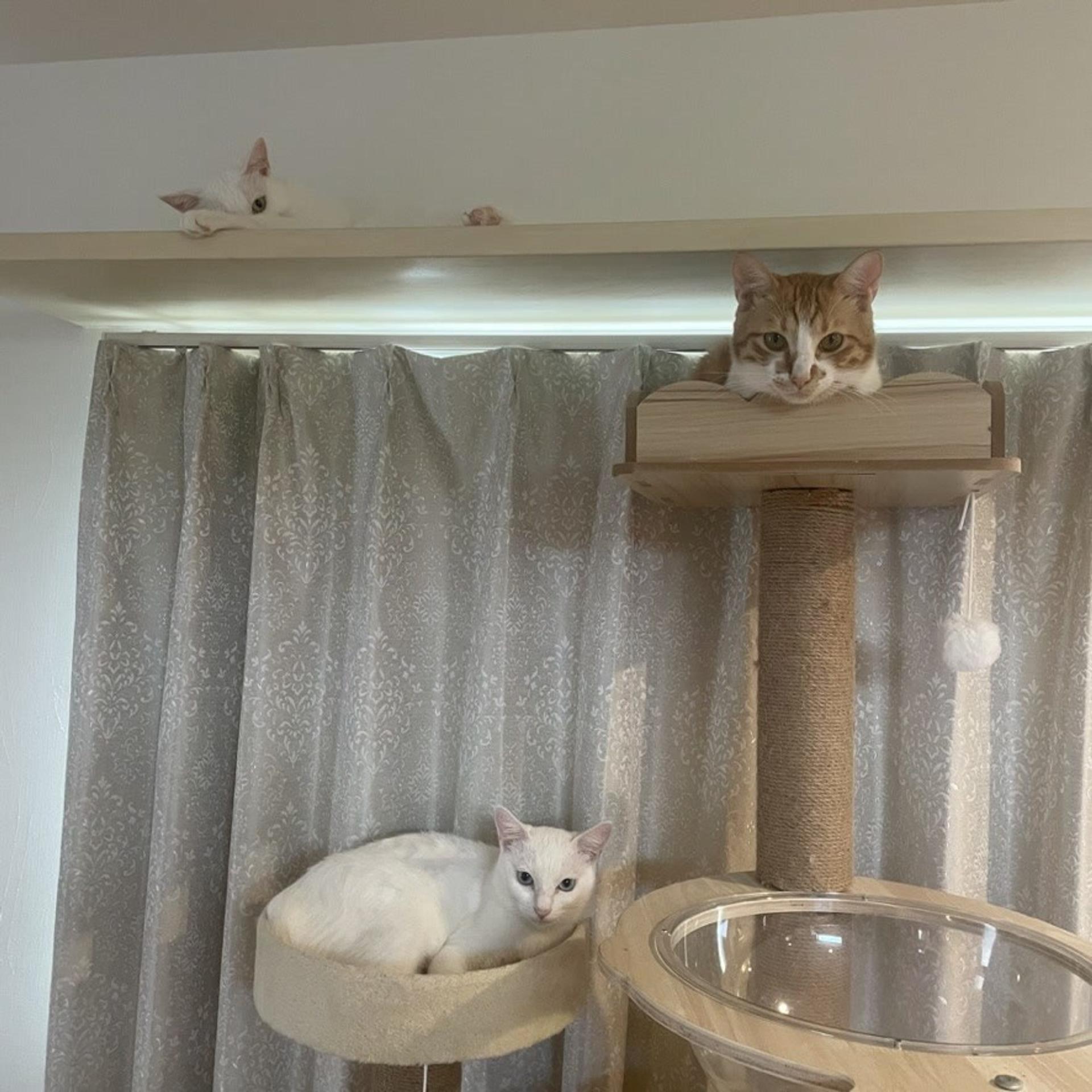 pet-image-10