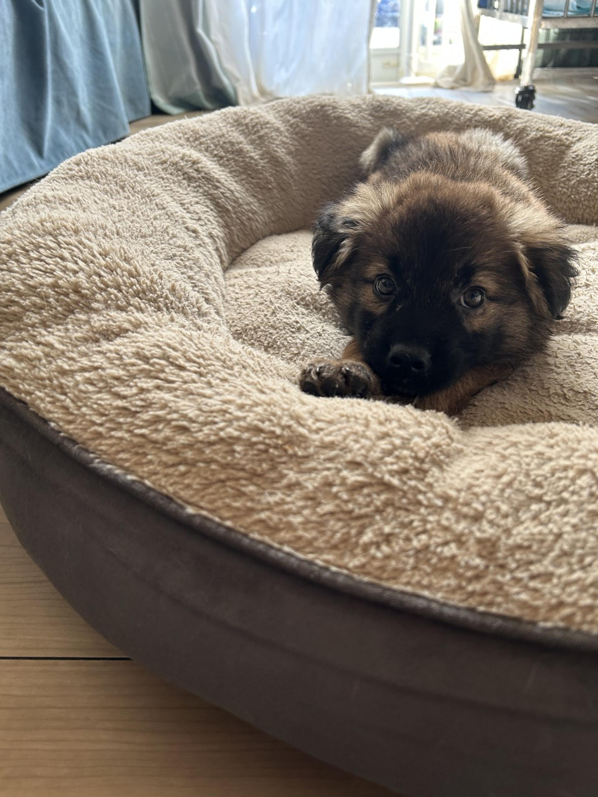 pet-image-3