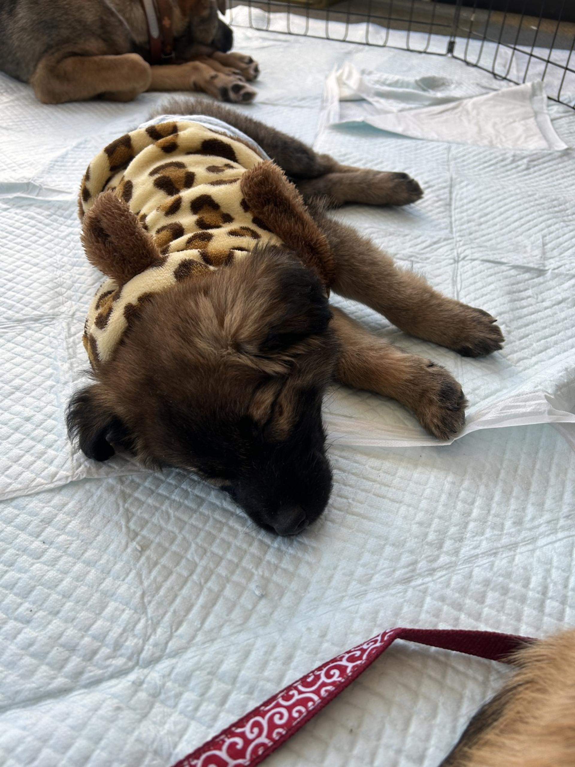 pet-image-2